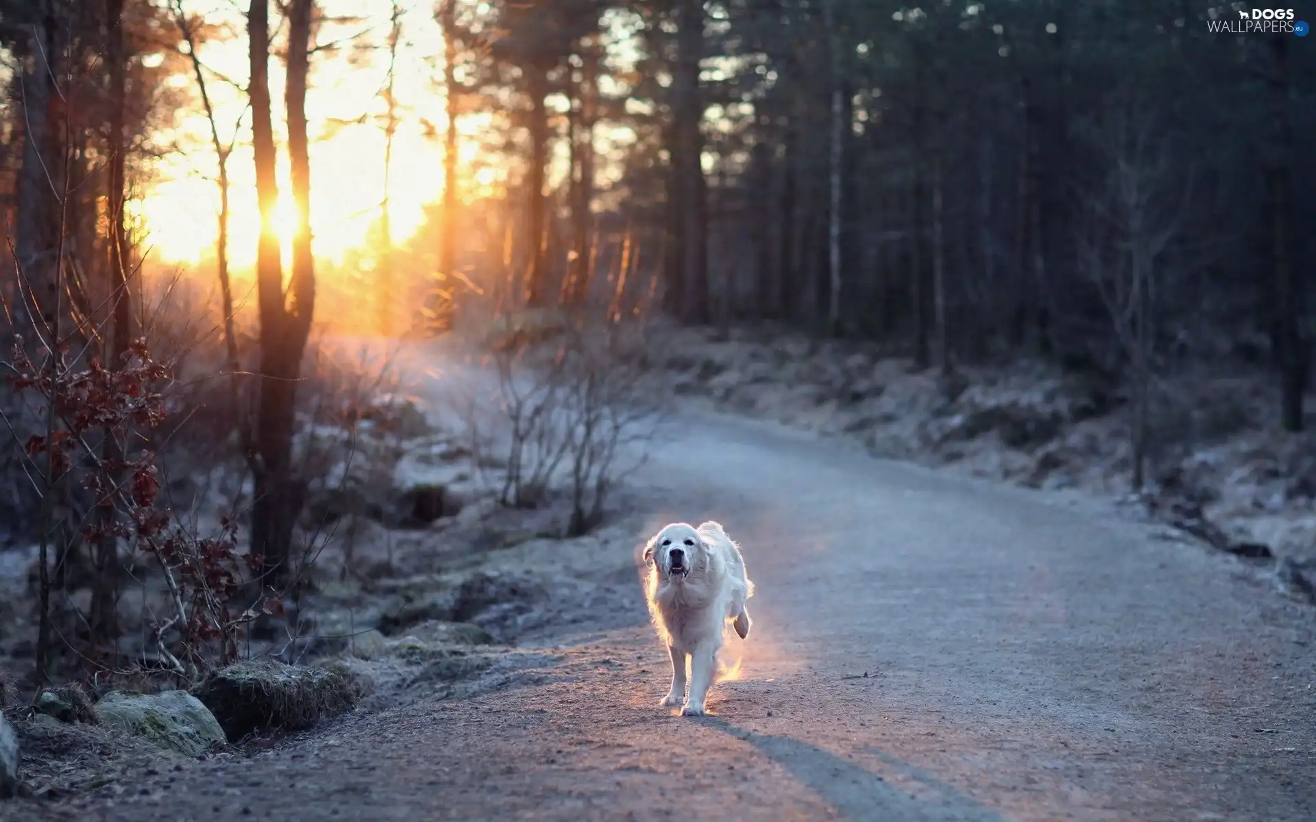 sun, dog, Way, forest, running