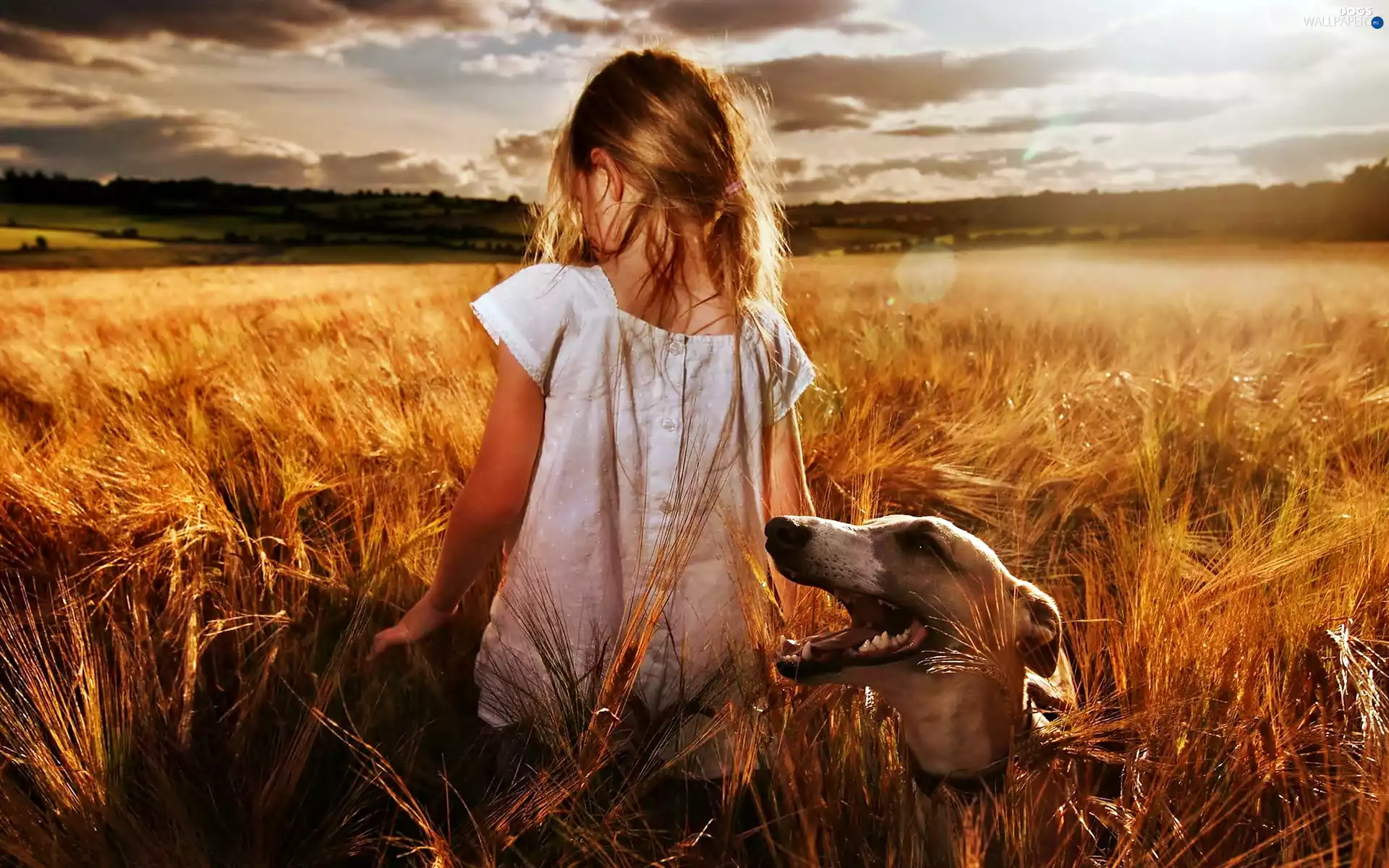 Field, girl, west, sun, clouds, greyhound