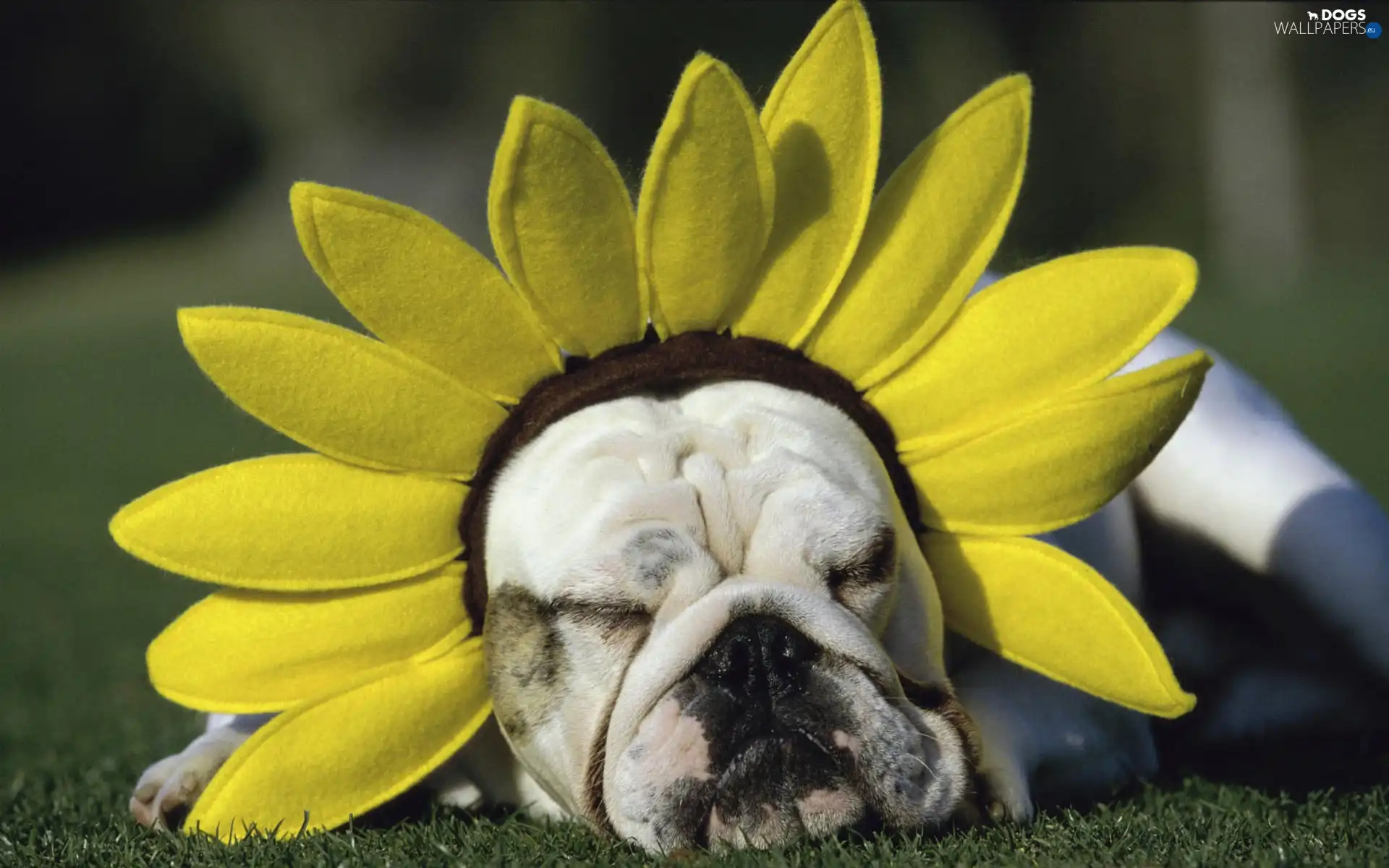 Band, Sunflower, dog