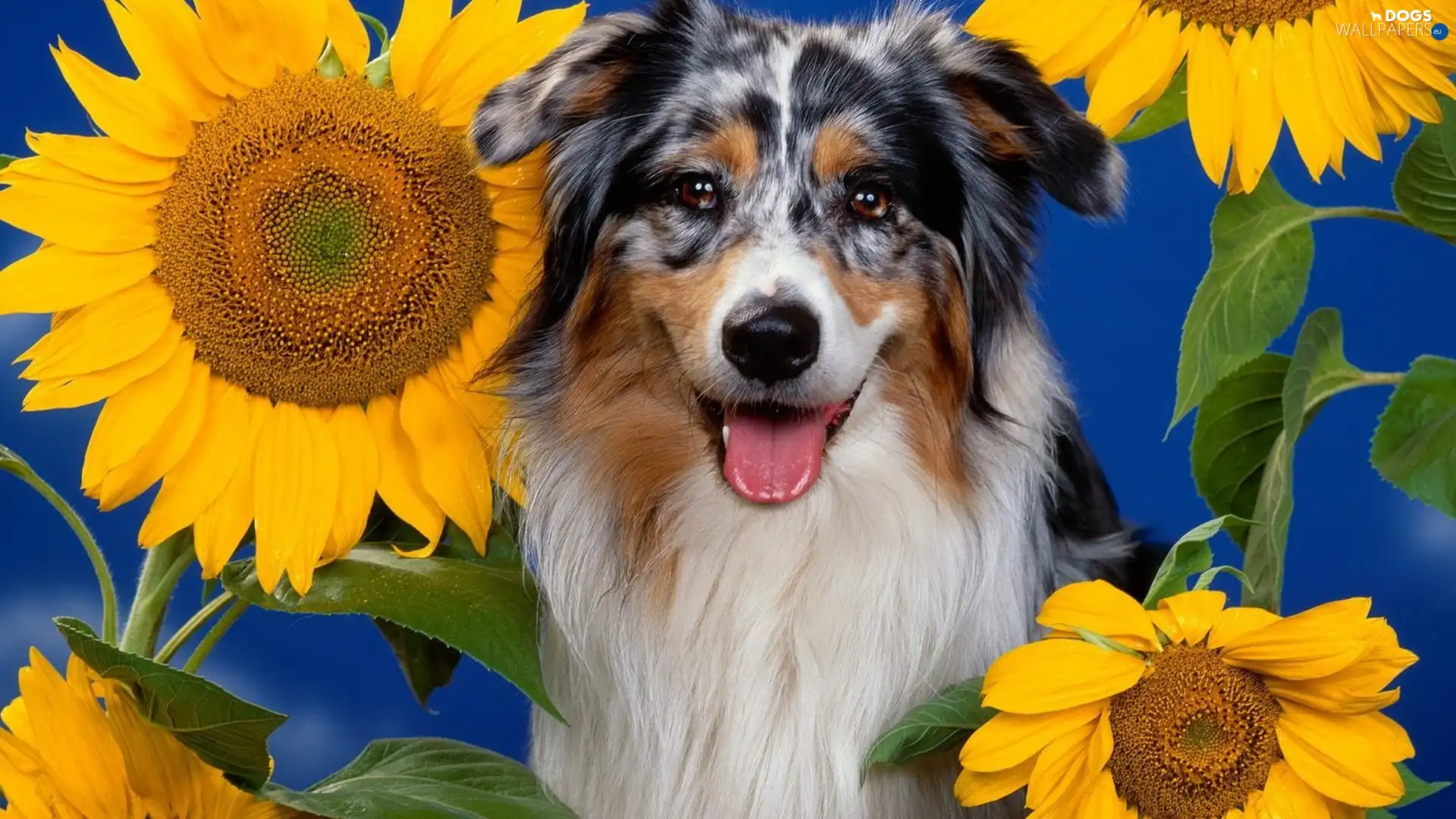 Flowers, sunflower, dog