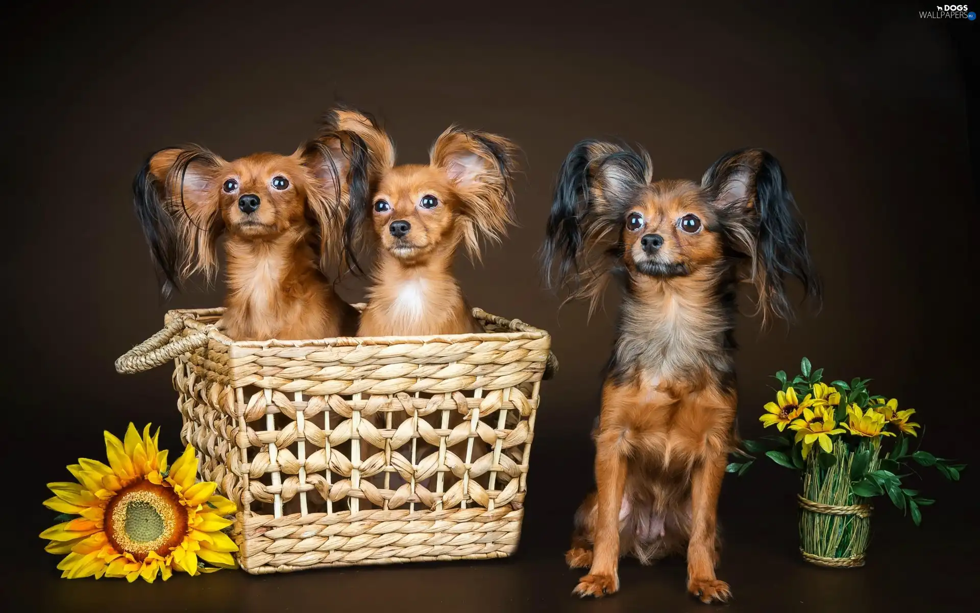 Sunflower, Flowers, Papillons, basket