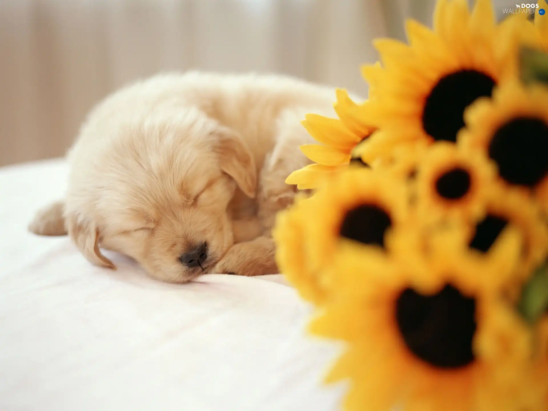 sunflower, Flowers, small, puppie