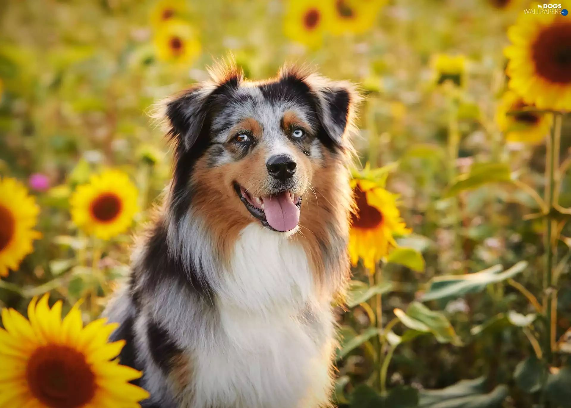dog, tongue, Nice sunflowers, Australian Shepherd
