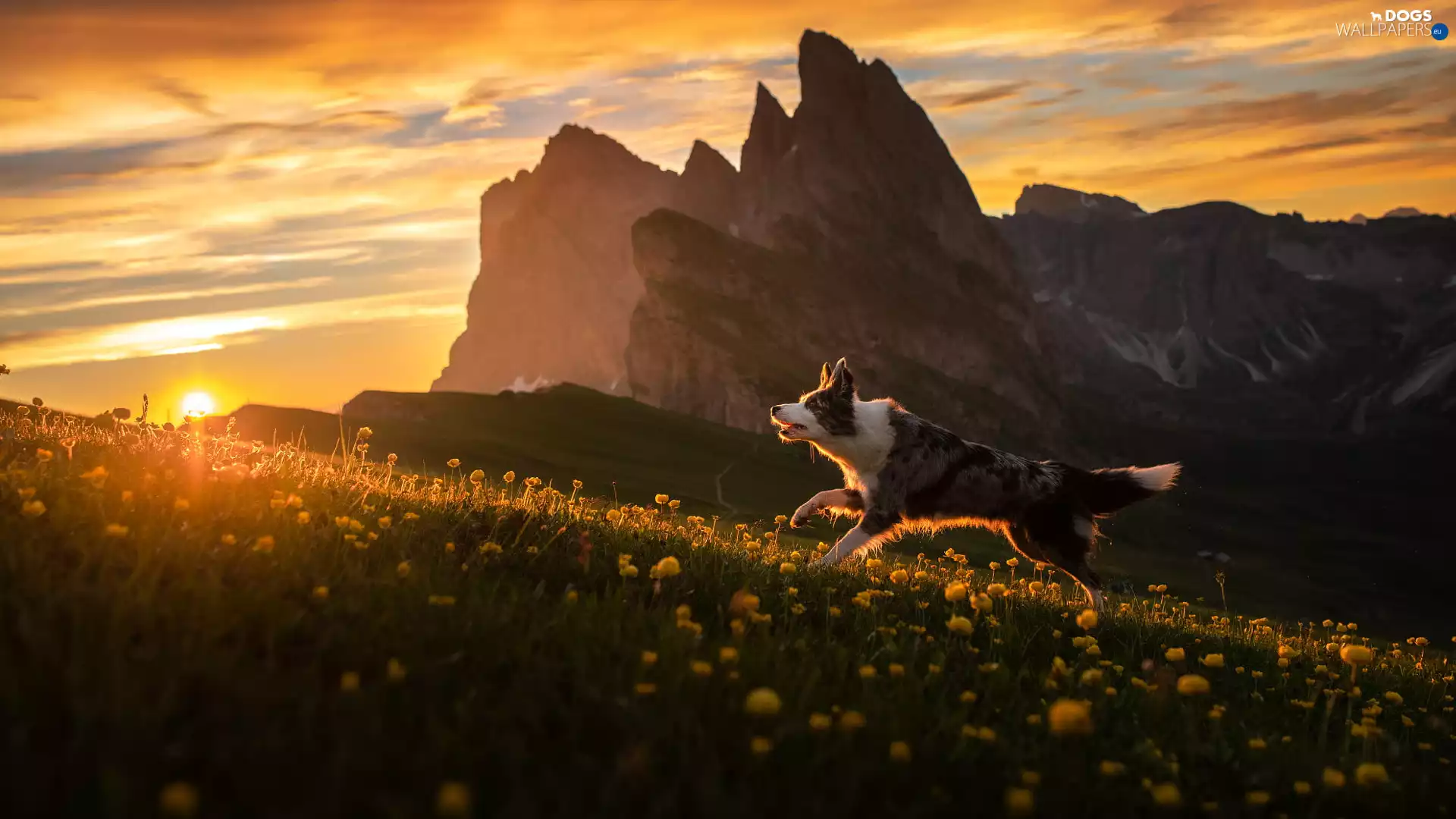 Yellow, Border Collie, Mountains, Meadow, dog, Flowers, Sunrise