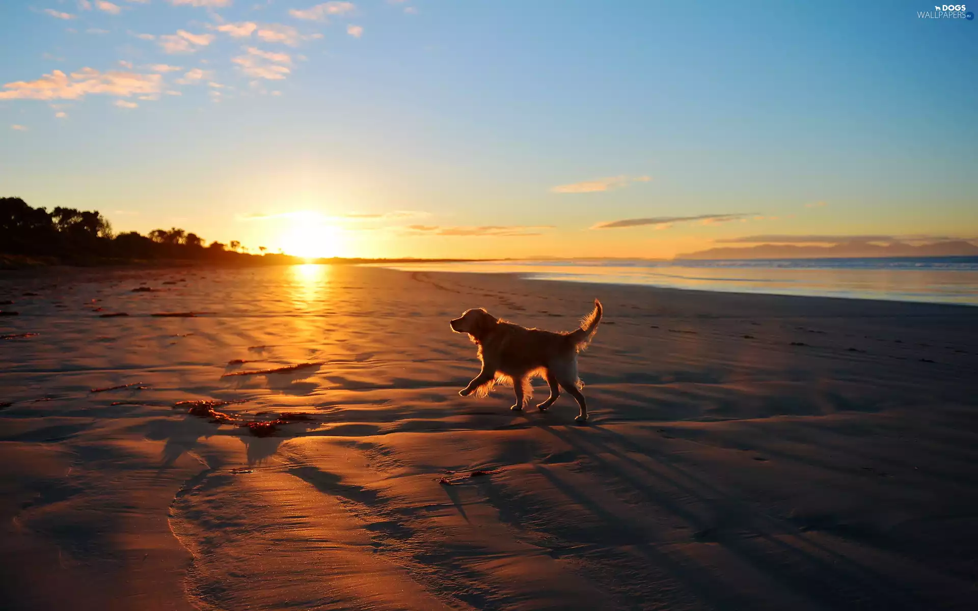 Golden Retriever, Beaches, Sunrise