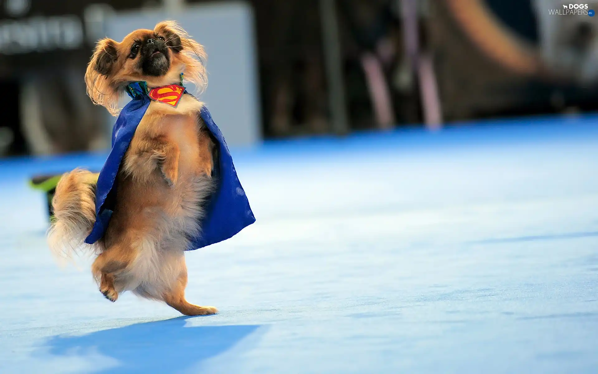 cape, superman, pekinese