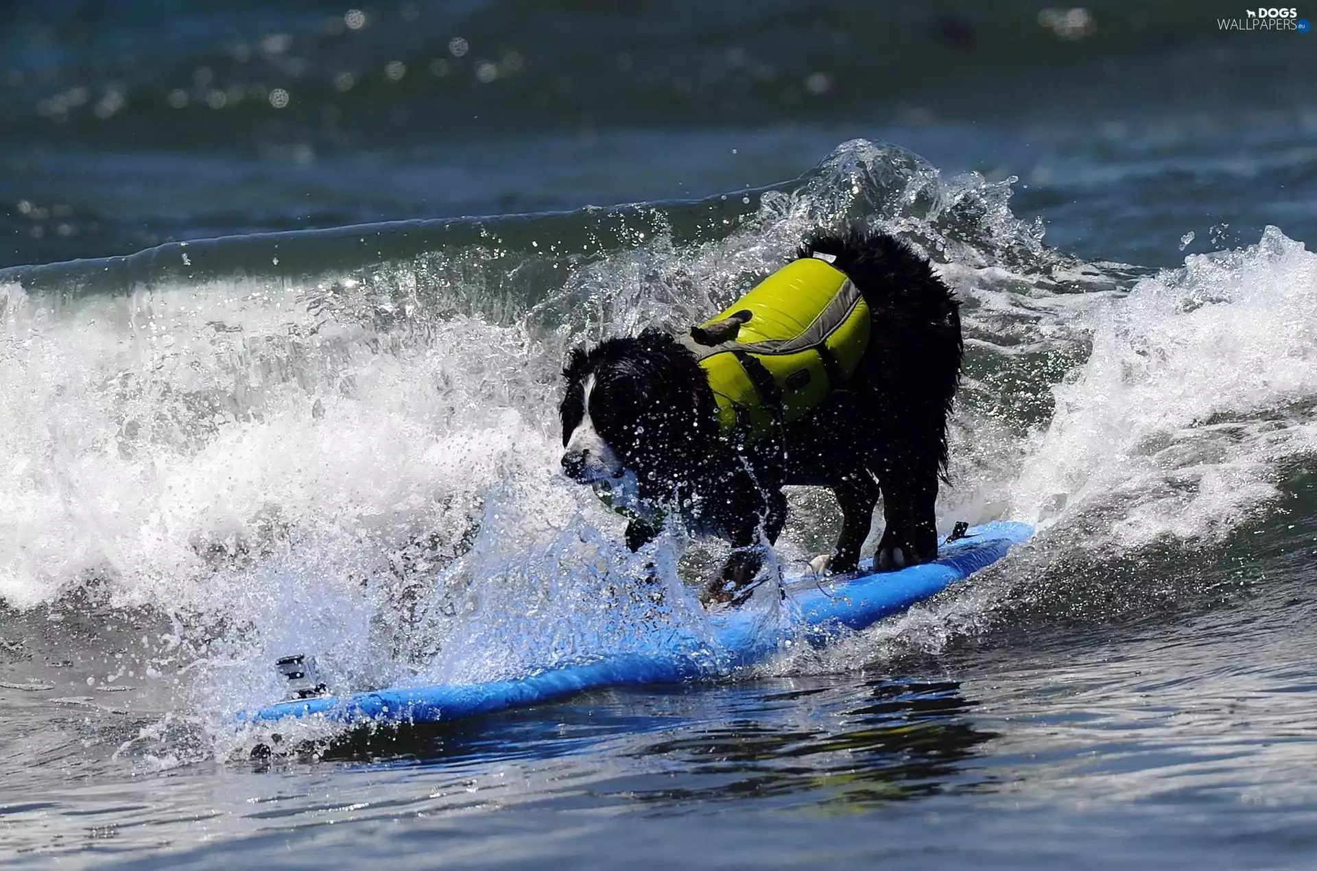 Surfing, doggy, sea