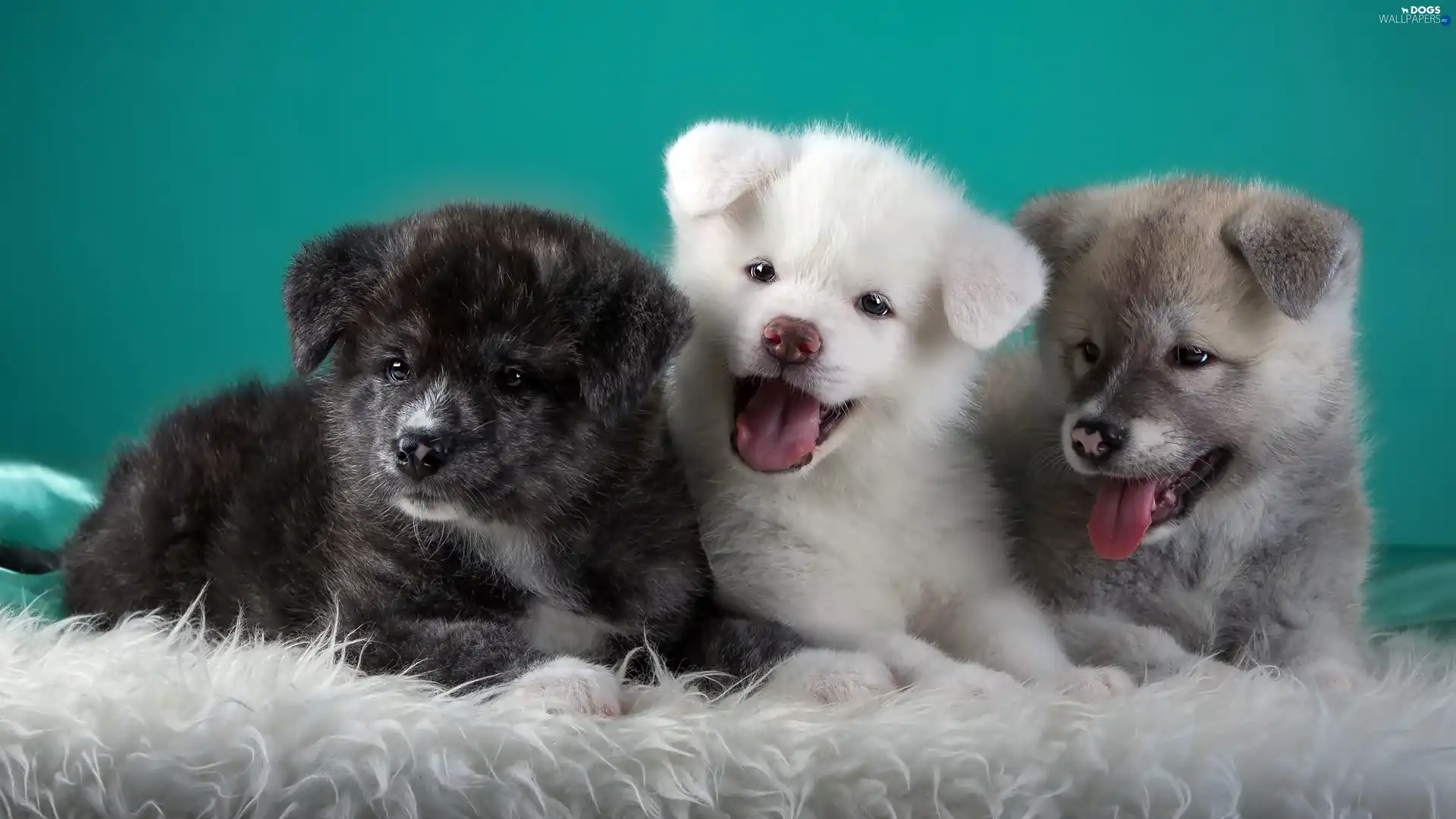 sweet, Puppies, Akita Inu