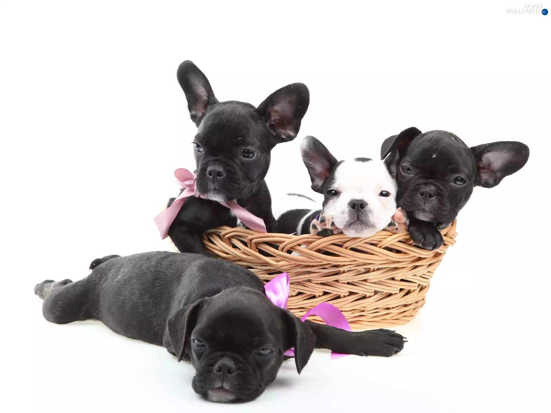 animals, Dogs, puppies, sweet