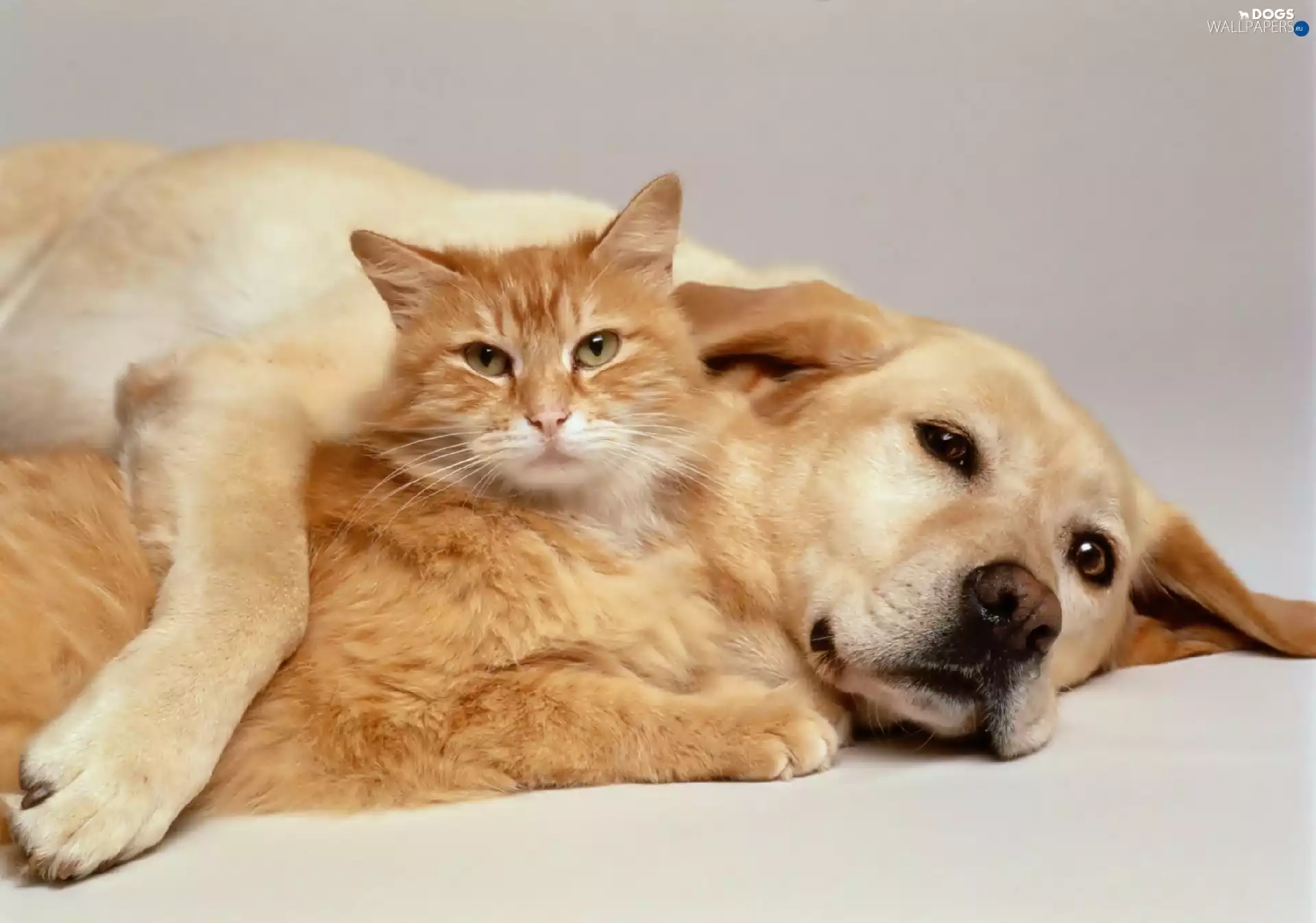 sweet, dog, cat