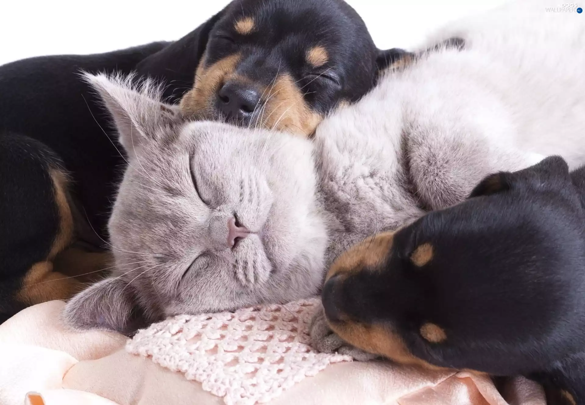puppies, sweet, cat, puppies, sleepy