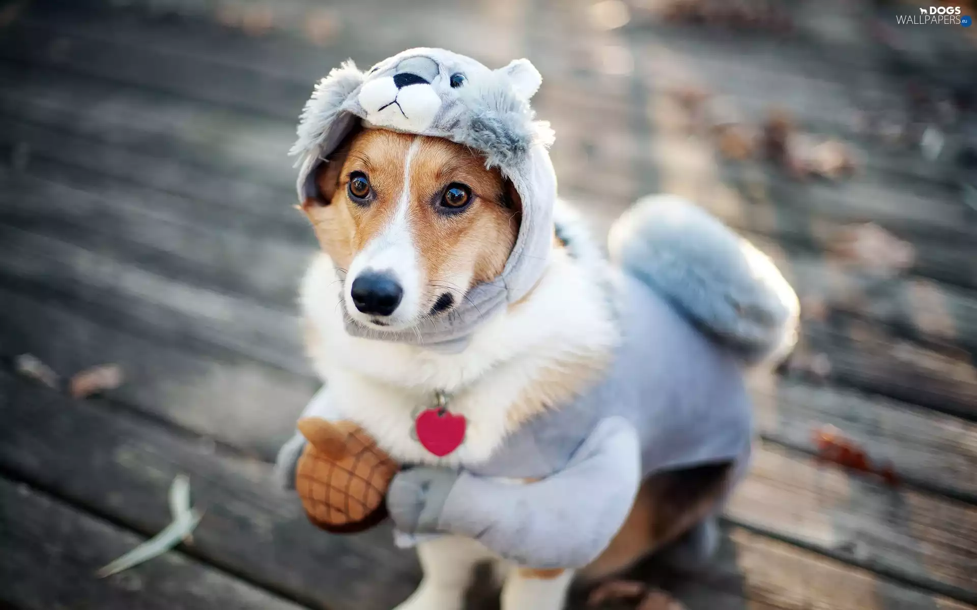 sweet, dog, disguise