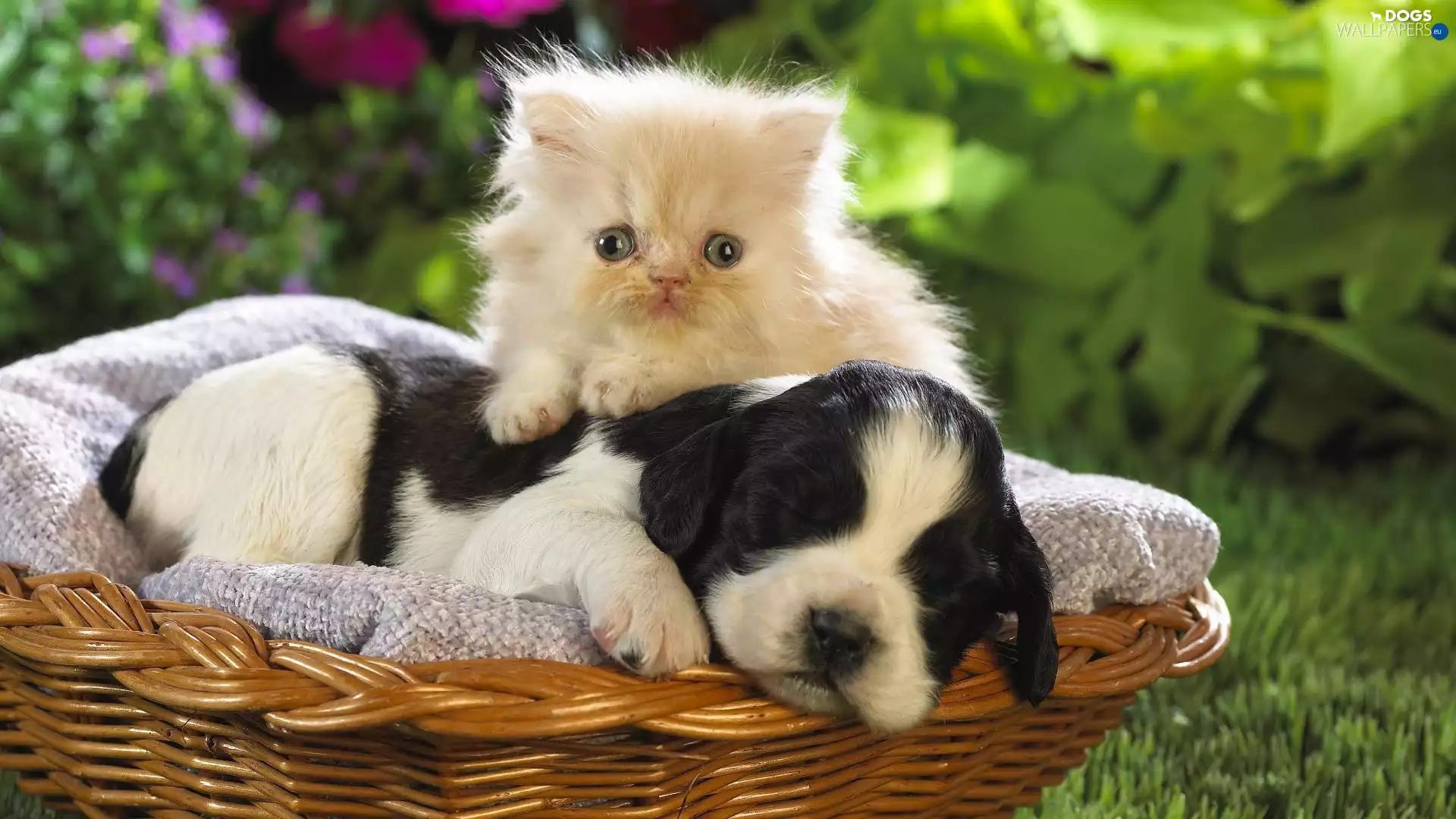 sweet, cat, dog