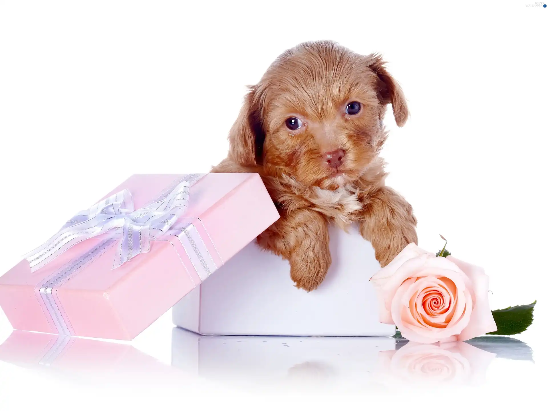 sweet, Present, dog, Bichon frise, Puppy