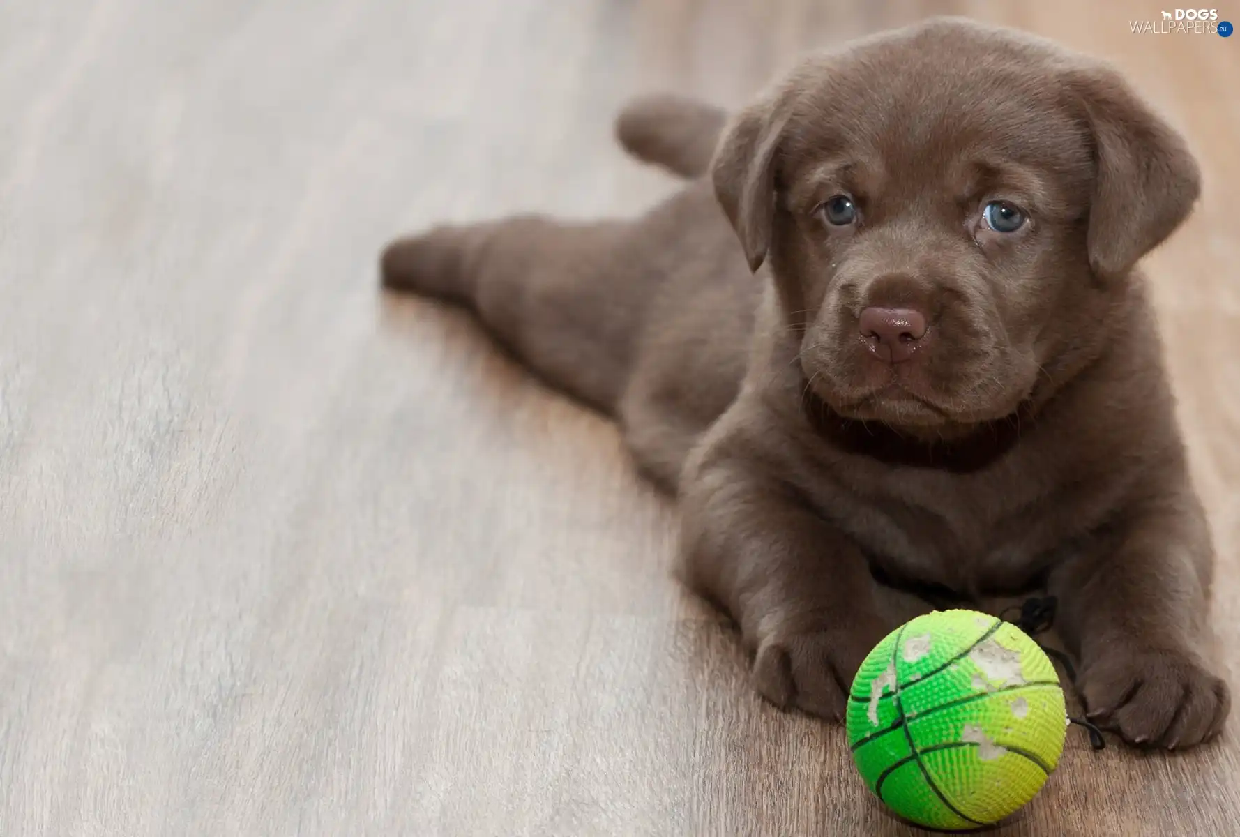 sweet, Puppy, dog, Ball