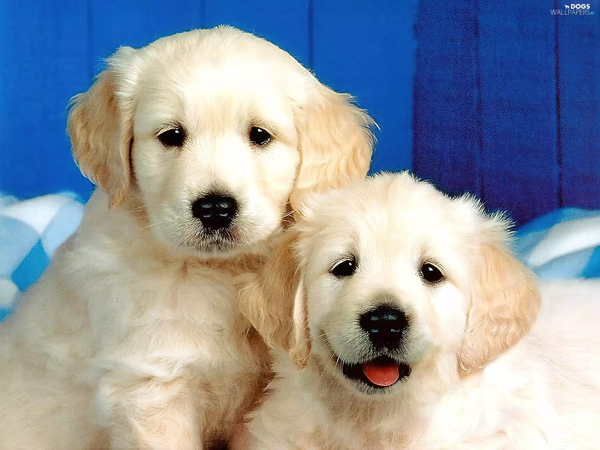 sweet, puppies