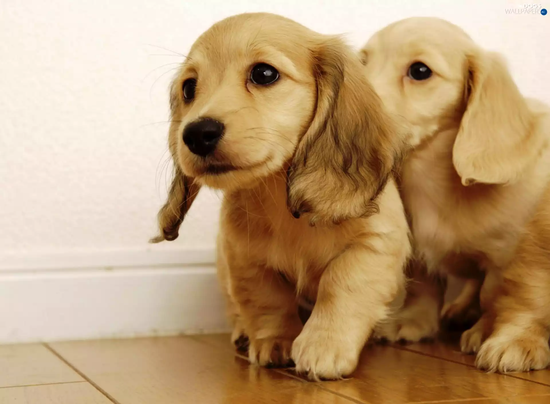 puppies, Two cars, sweet