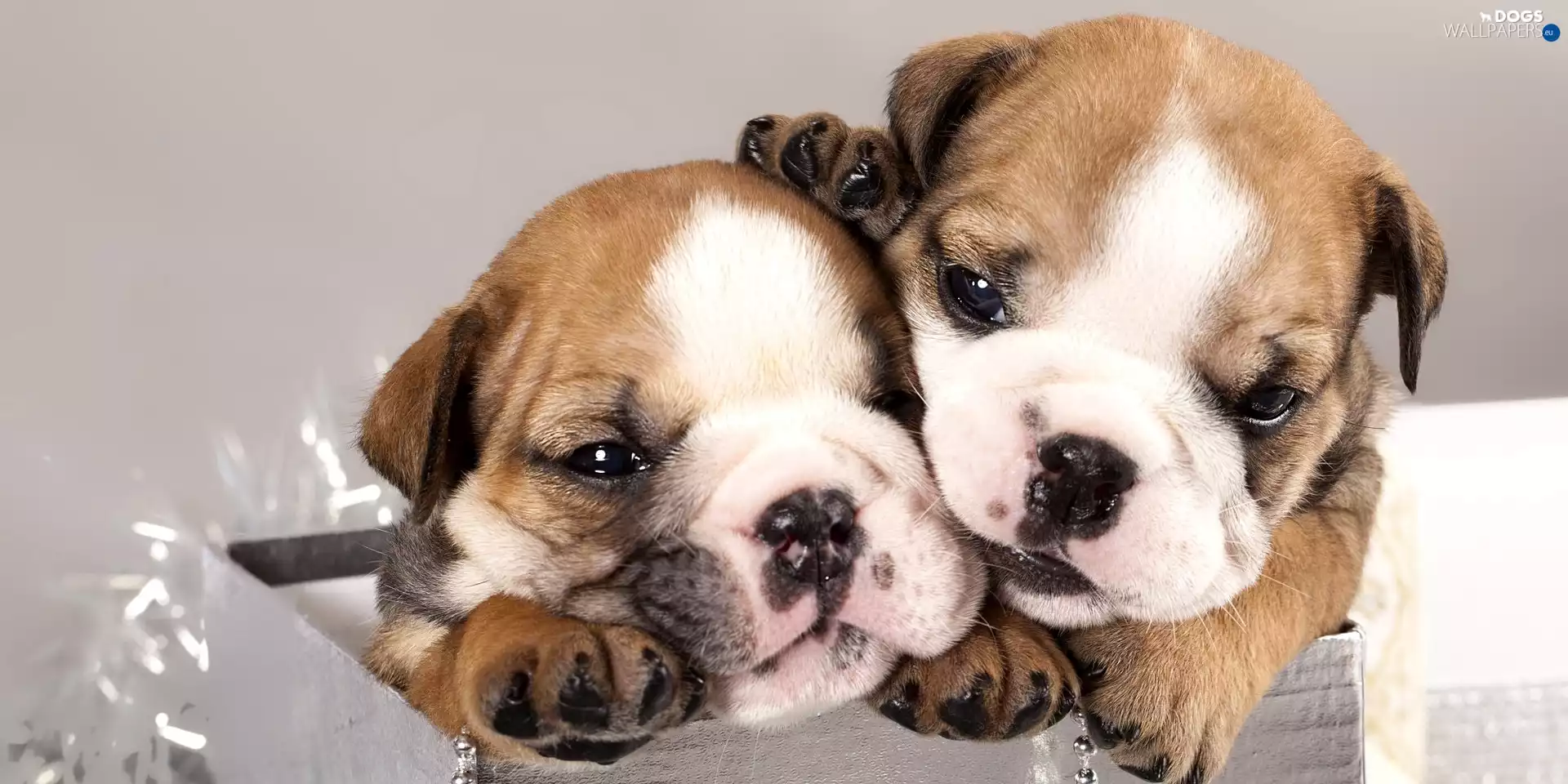 Puppies, Two cars, sweet