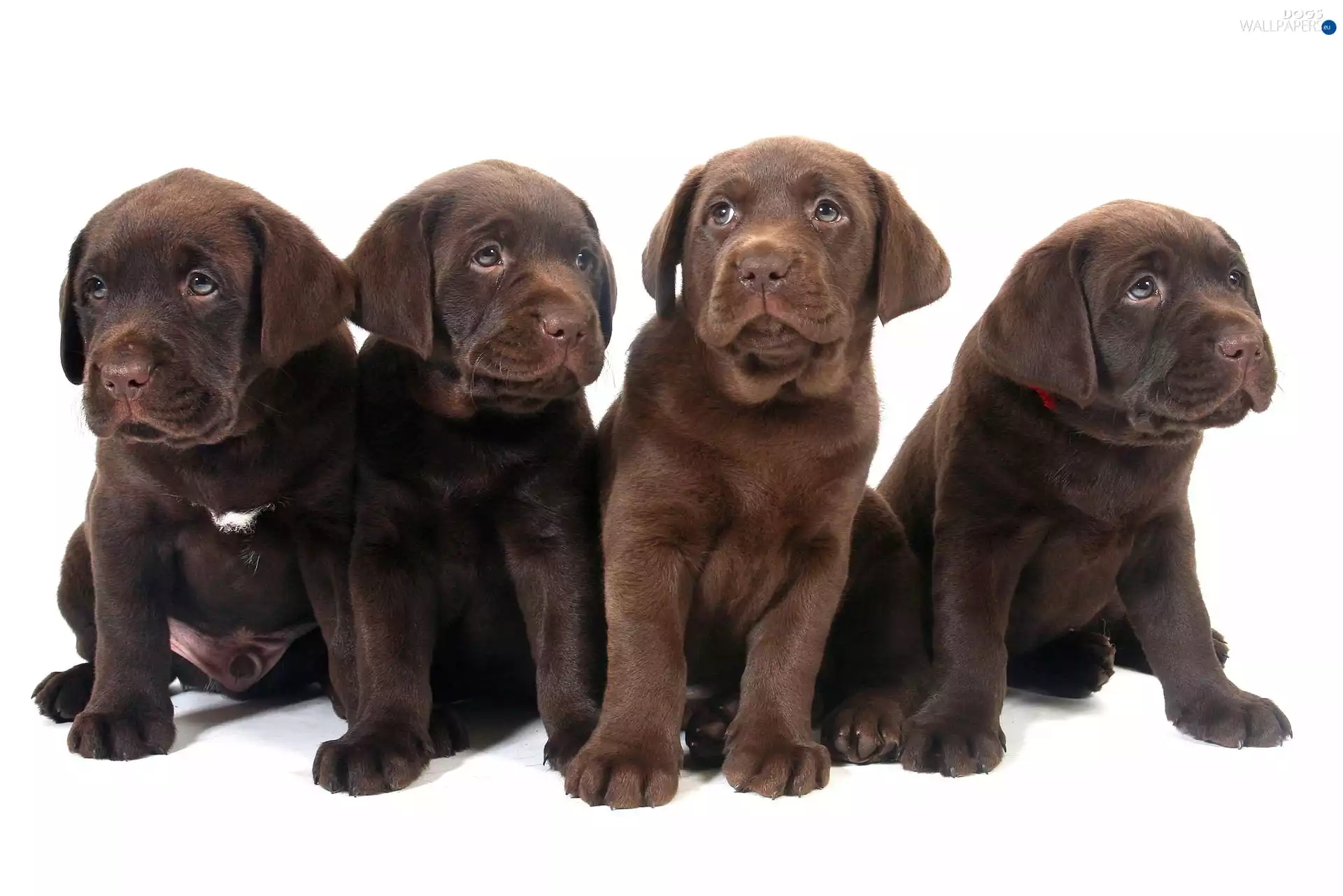 puppies, Dogs, Labrador, sweet