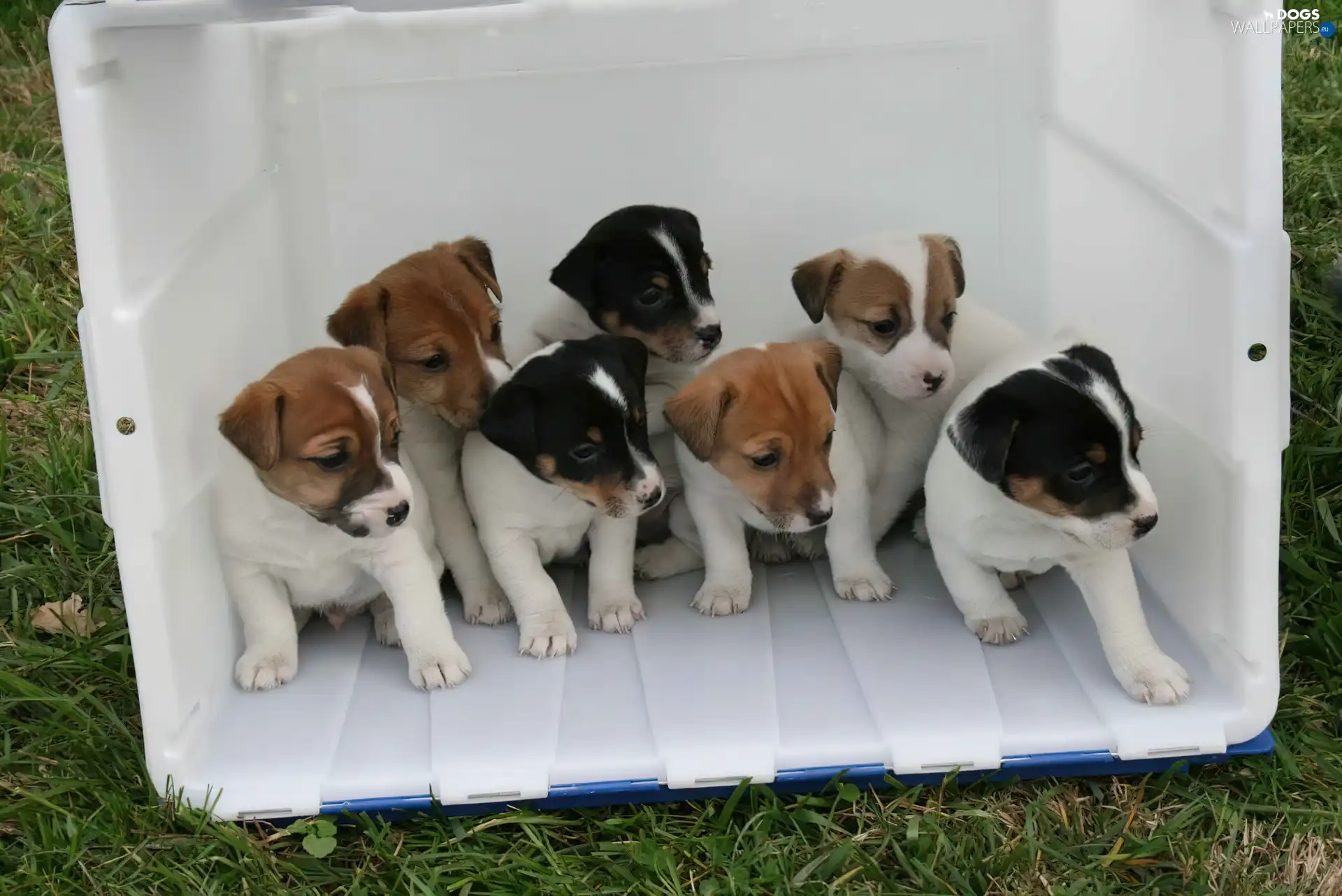 sweet, Jack Russell Terrier, Seven