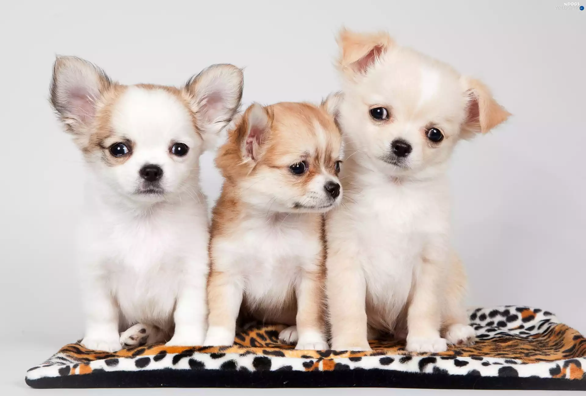 Three, Puppies, Chihuahua, sweet