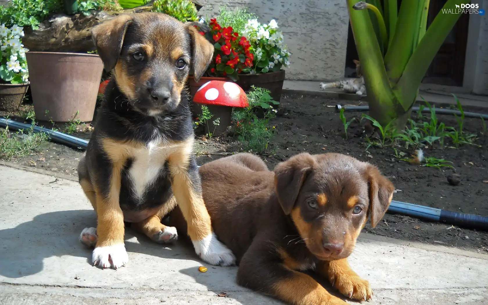 sweet, Puppies, Two cars