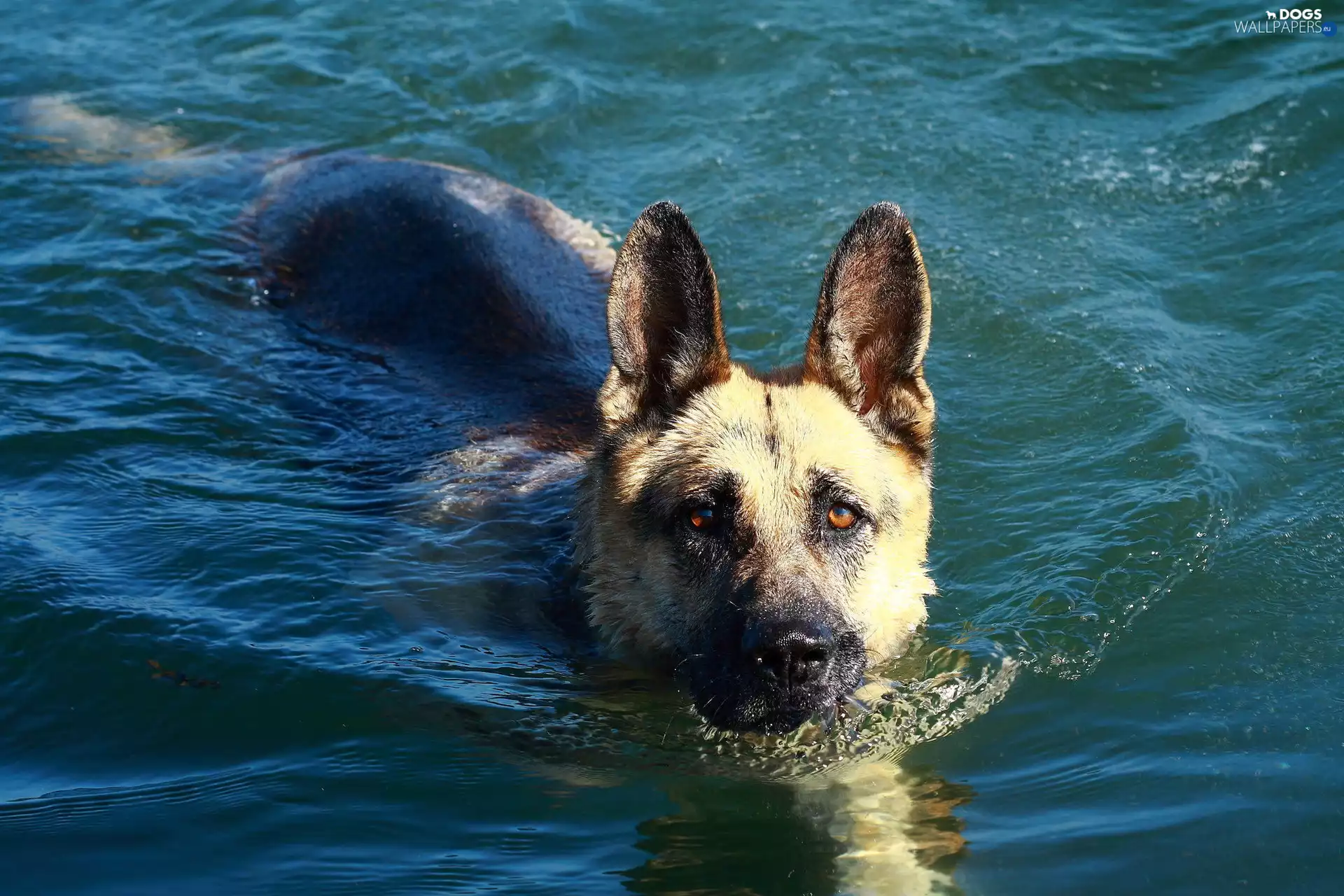swimming, German Shepherd