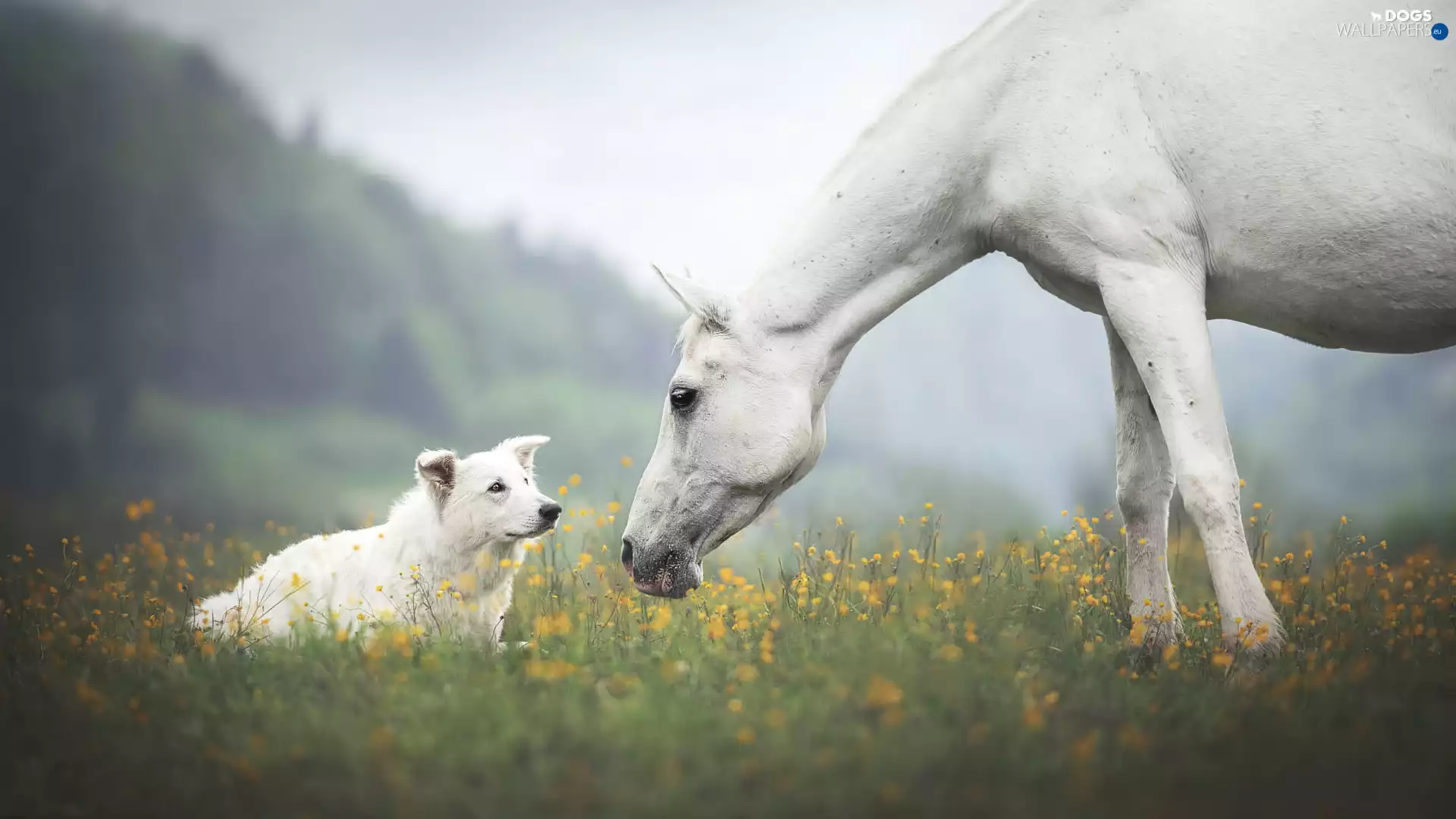 White, dog, White Swiss Shepherd, Horse