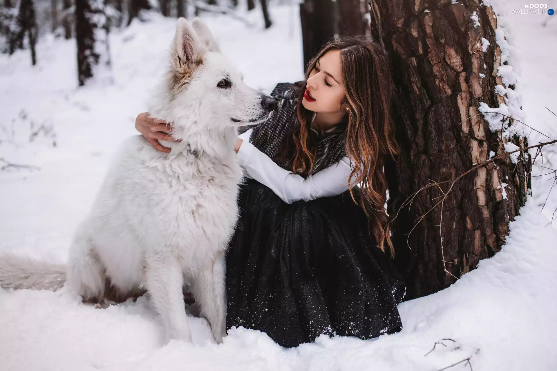 White Swiss Shepherd, forest, girl
