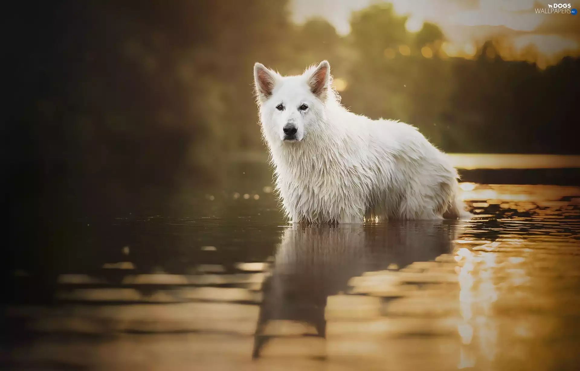 White Swiss Shepherd, dog, water