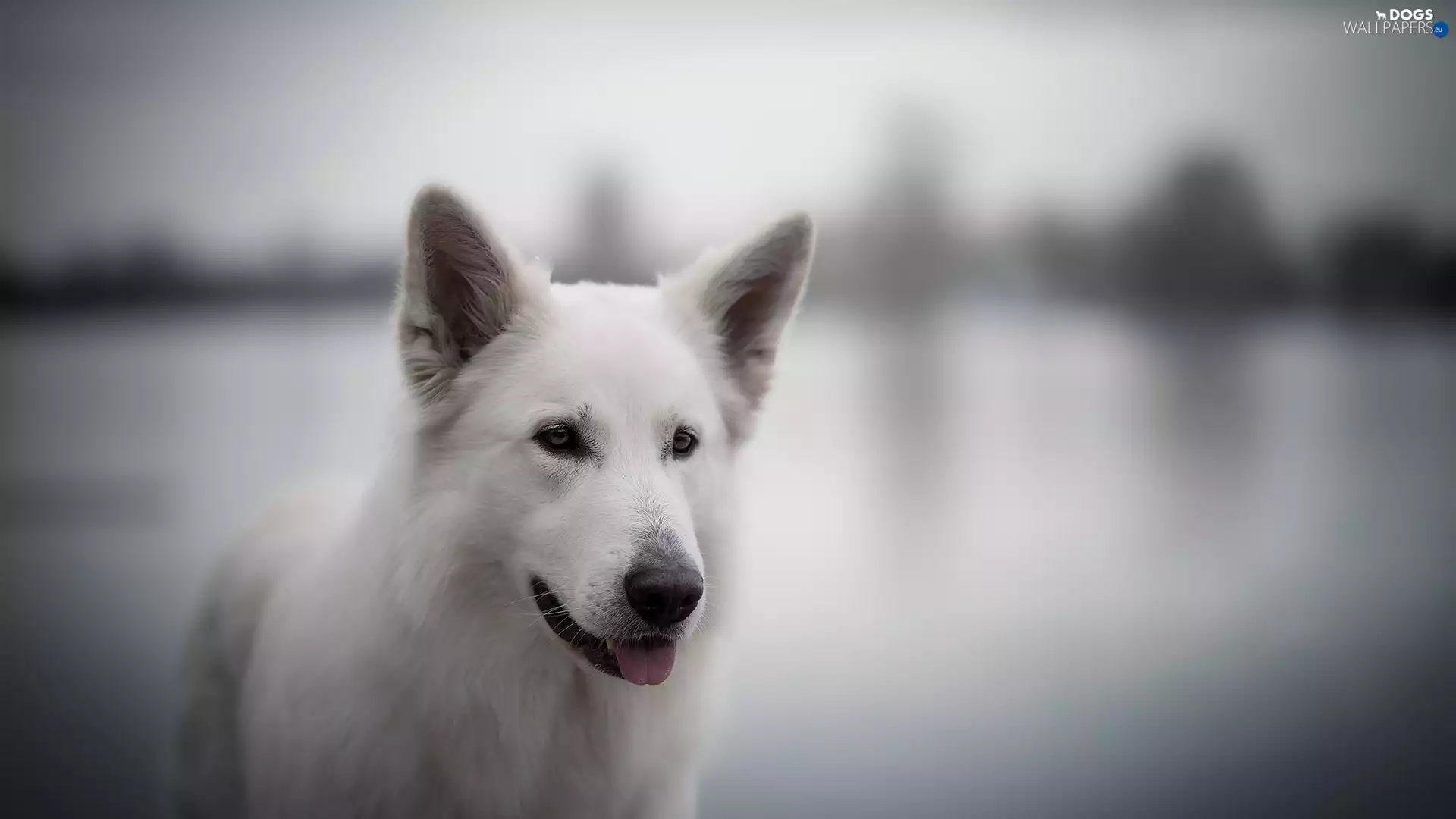 fuzzy, background, White Swiss Shepherd, muzzle, dog