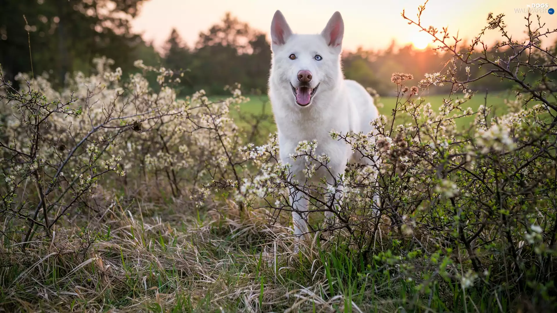 Bush, Flowers, White Swiss Shepherd, grass, dog