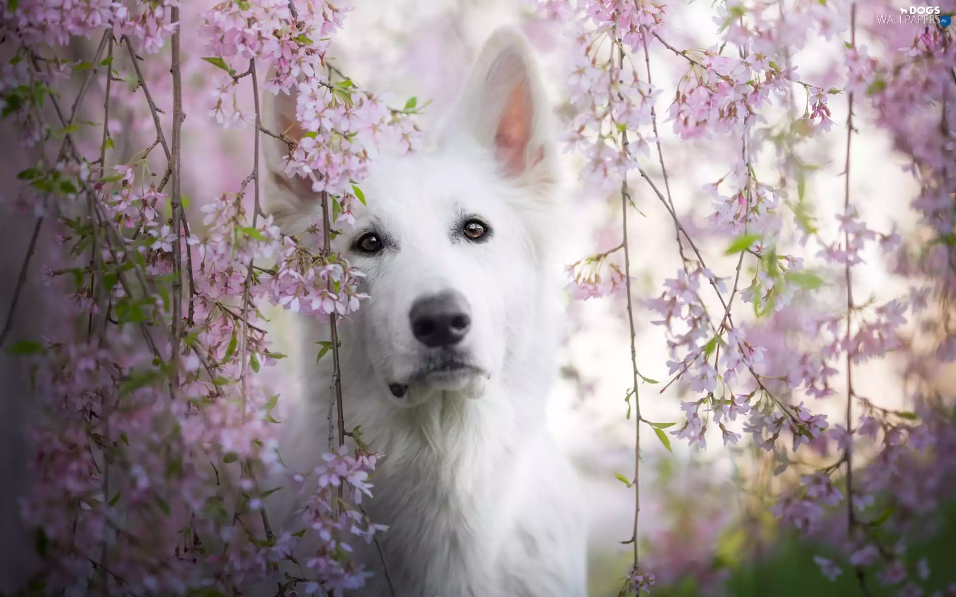 Pink, Flowers, White Swiss Shepherd, Twigs, dog