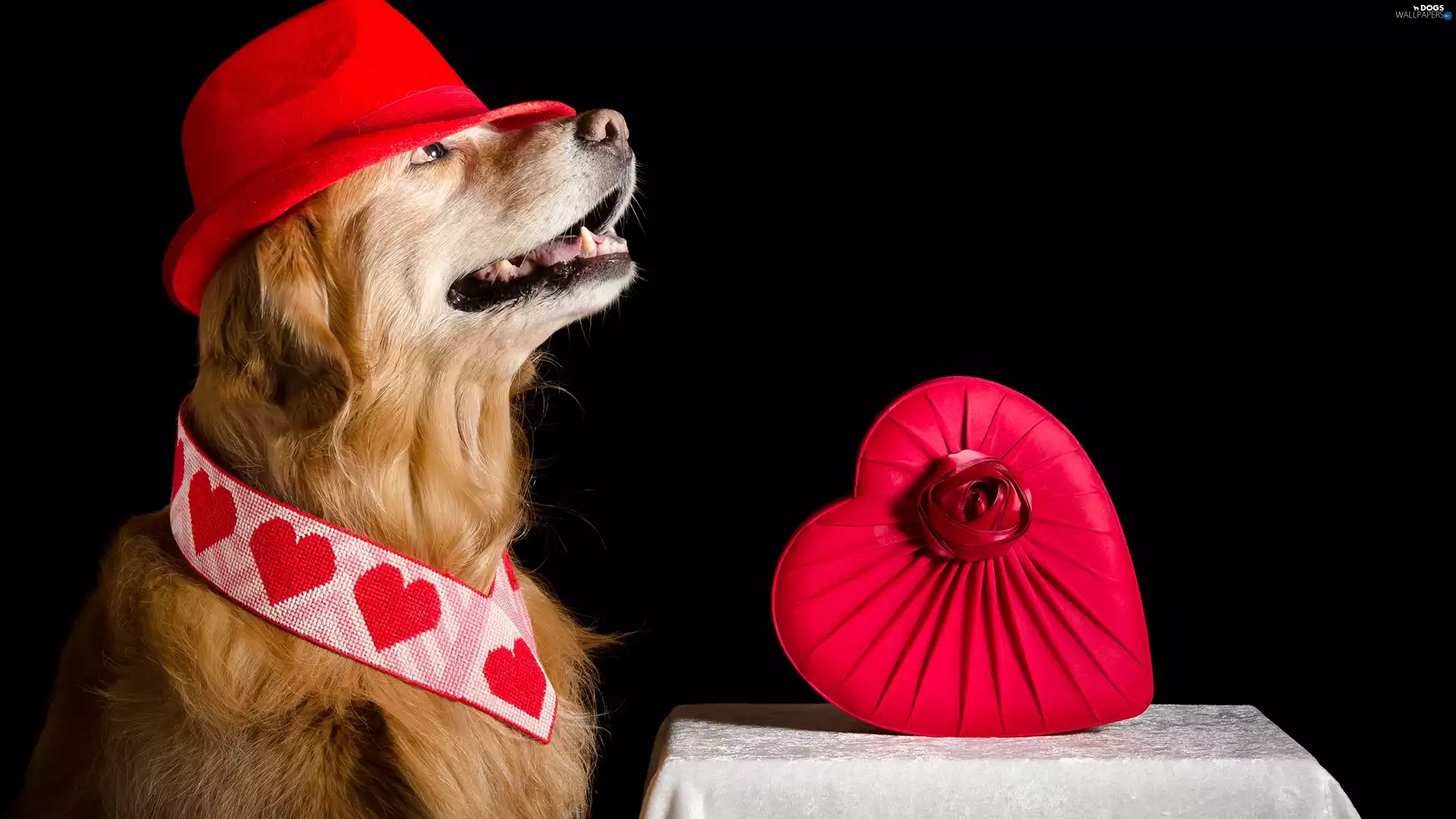 Hat, dog, Box, table, Heart, Golden Retriever