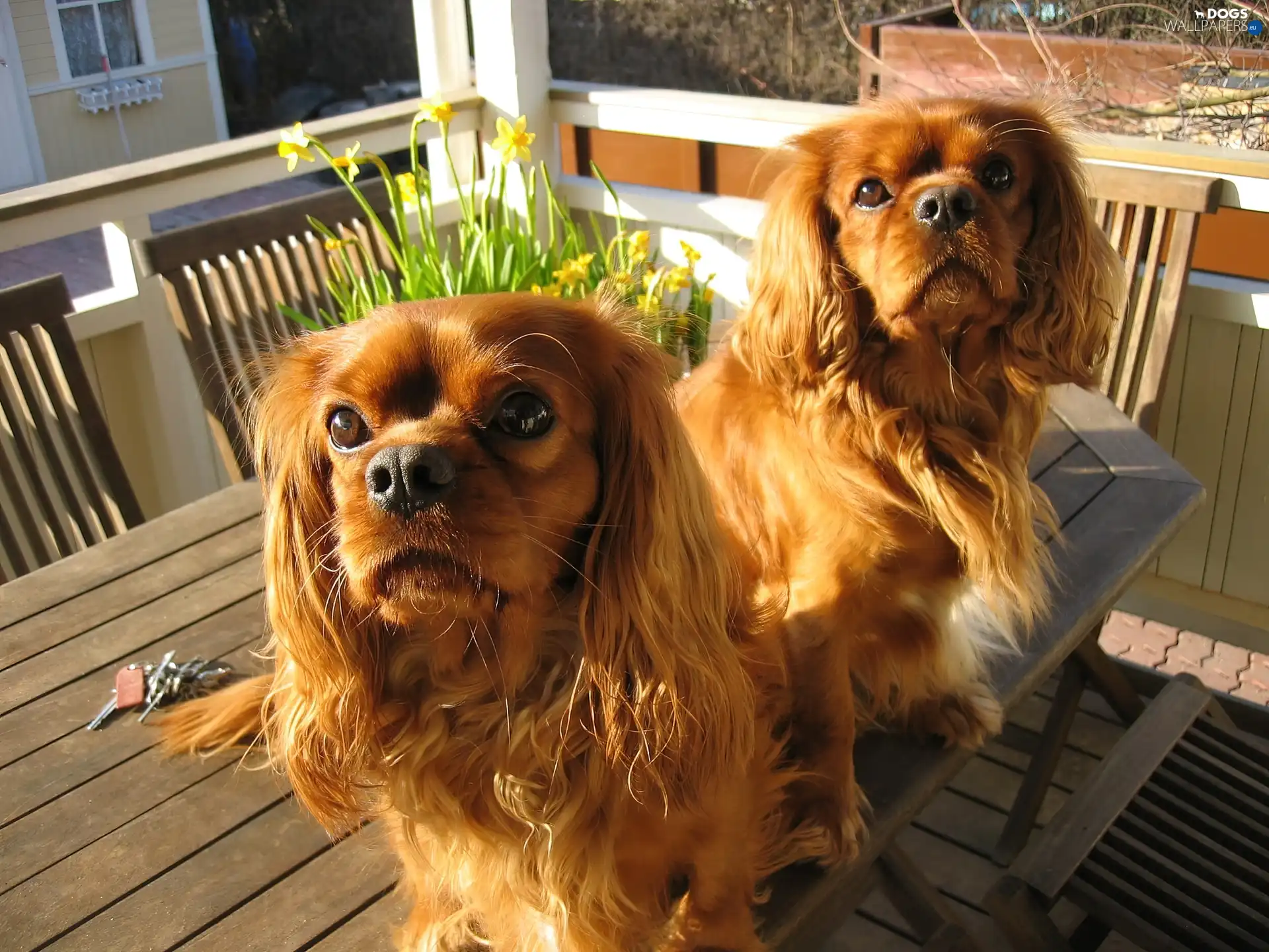 table, an, Two cars, Spaniels