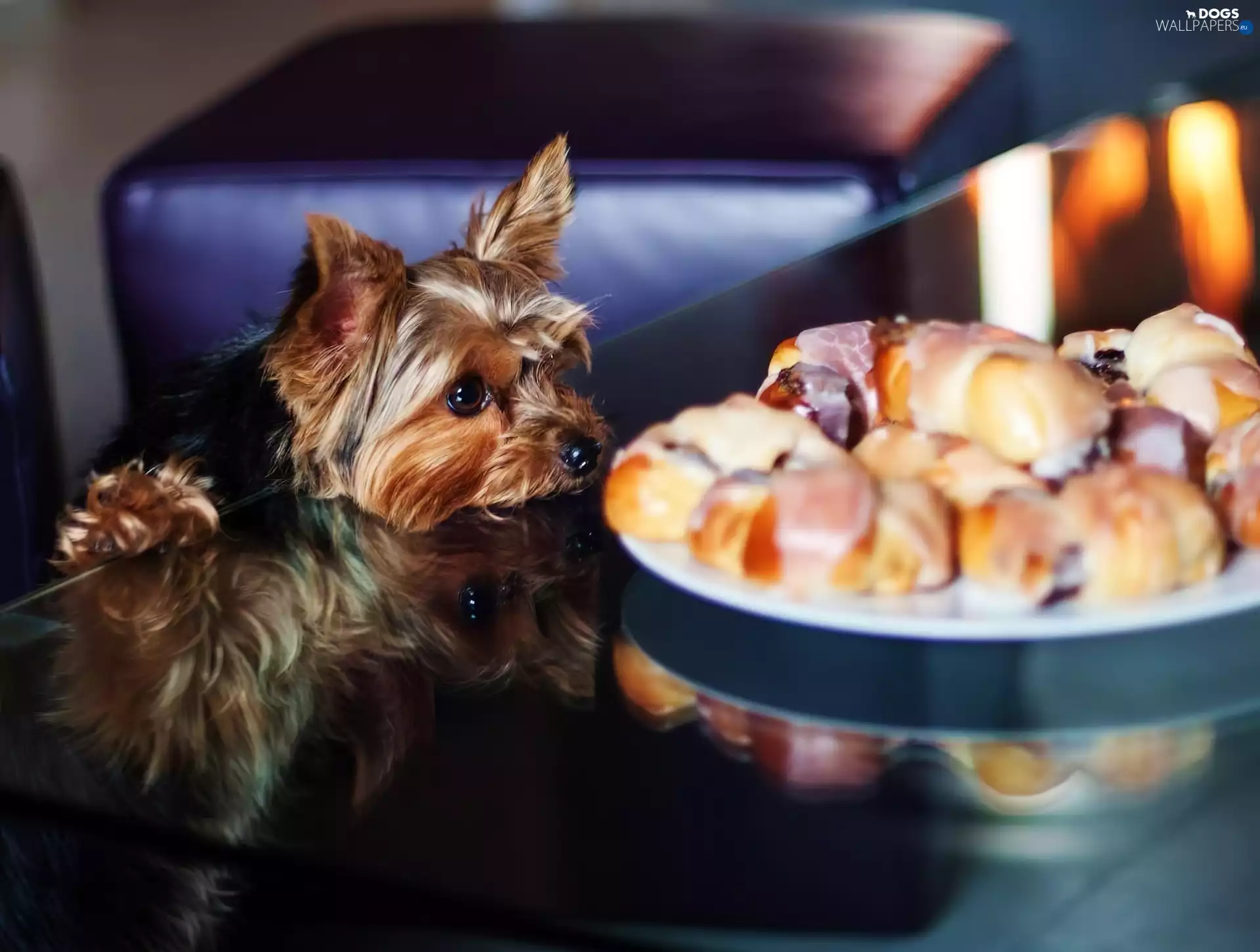 Table, doggy, croissants