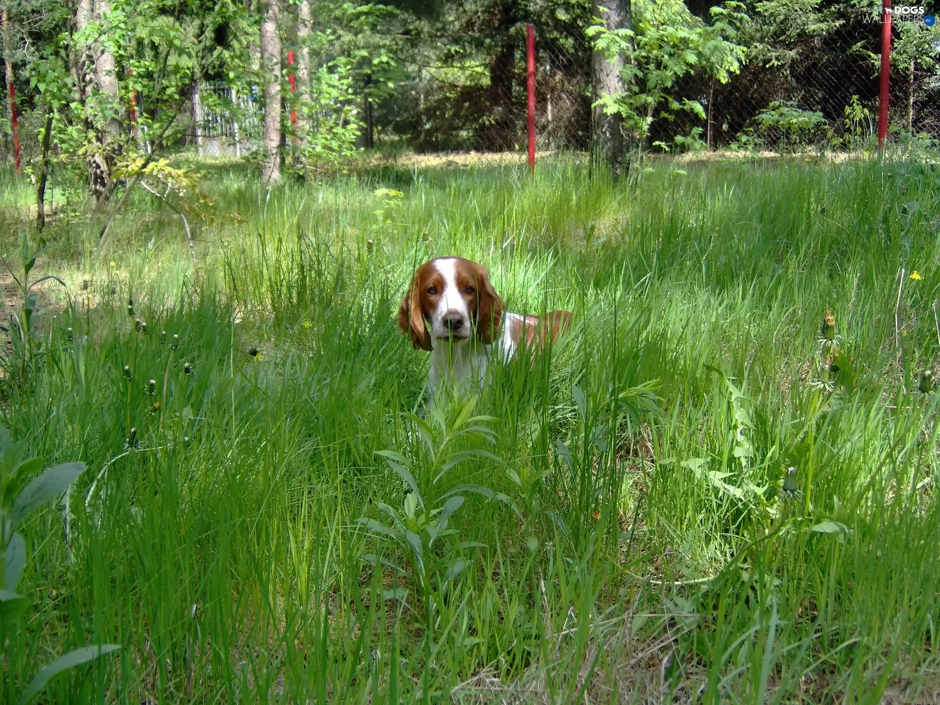 tall, grass, Welsh Springer Spaniel