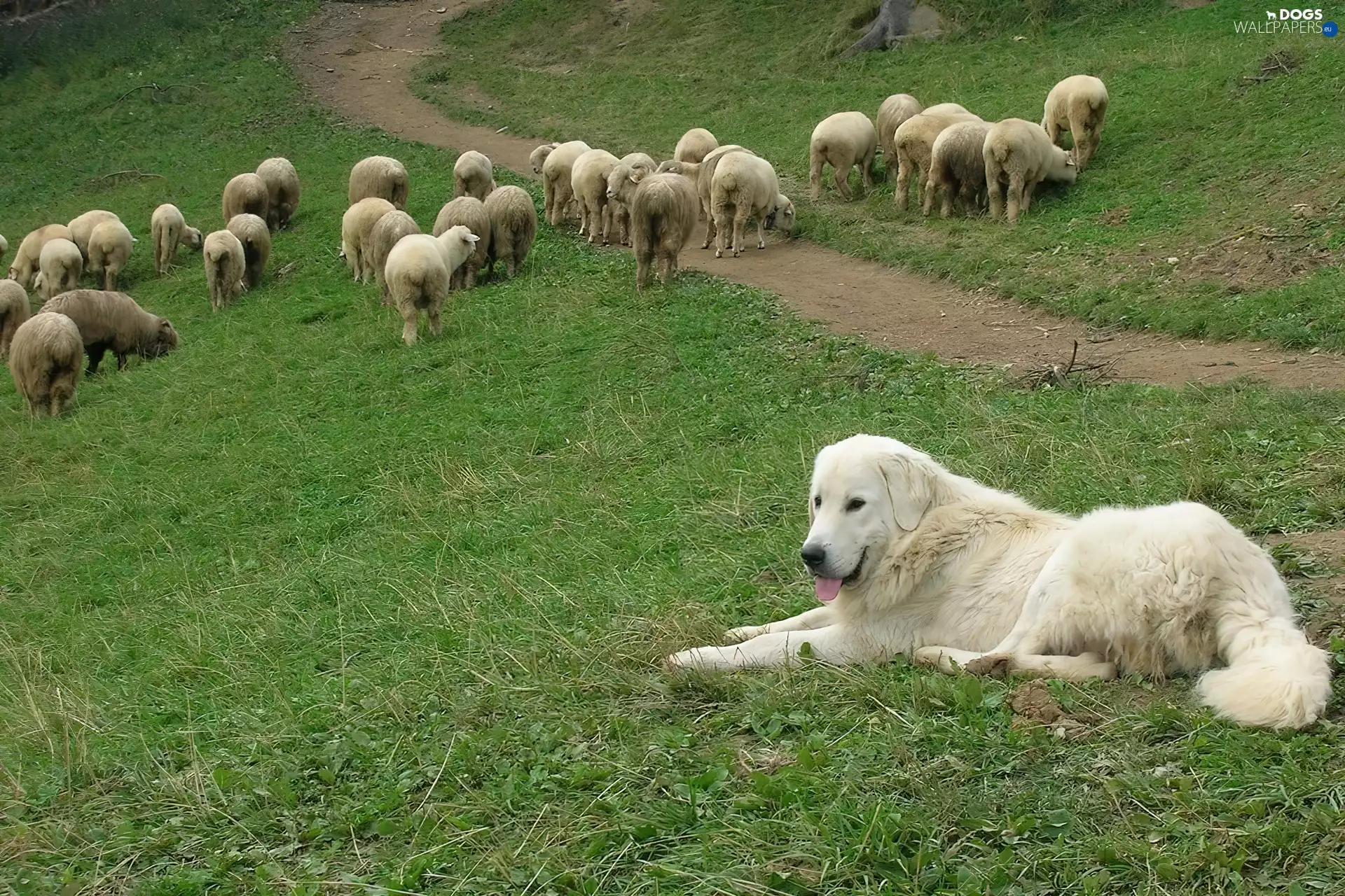 Tatra Sheepdog, Sheep