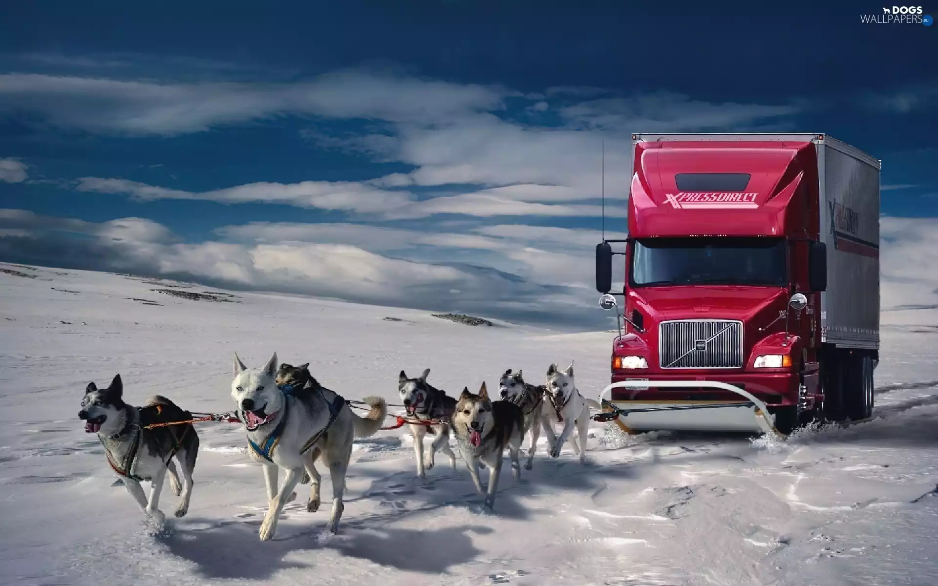 Dogs, snow, lorry, team