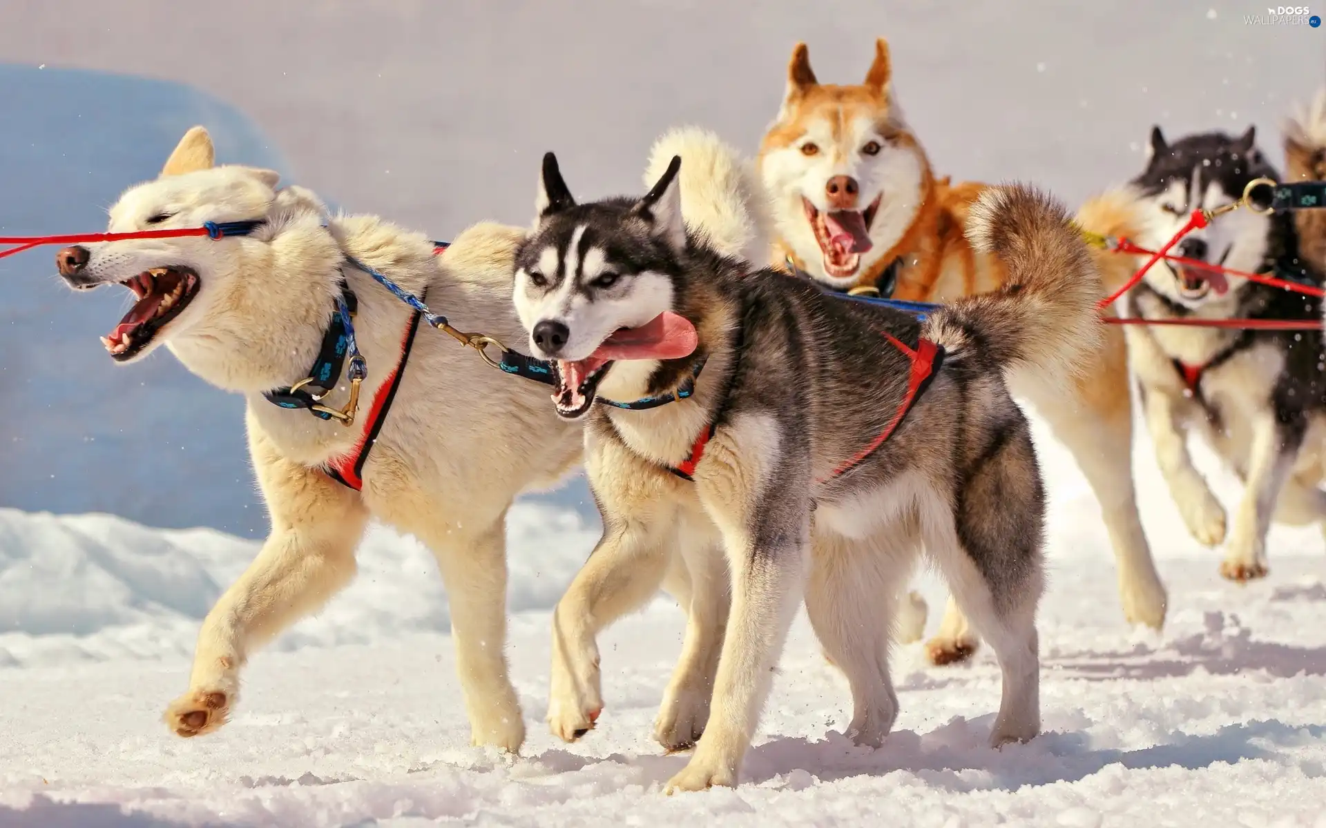 Husky, team, Dogs