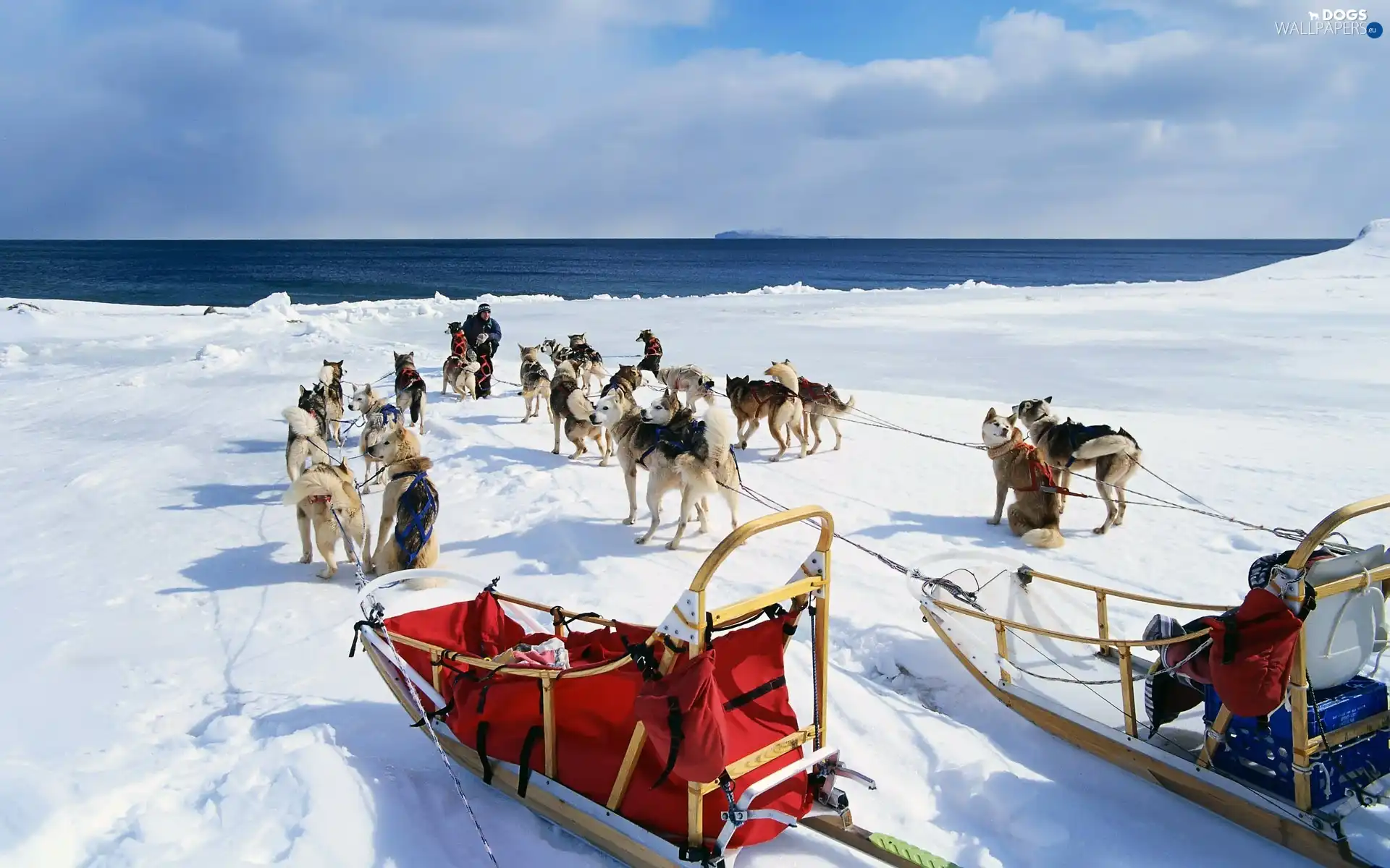 team, snow, Siberian Husky