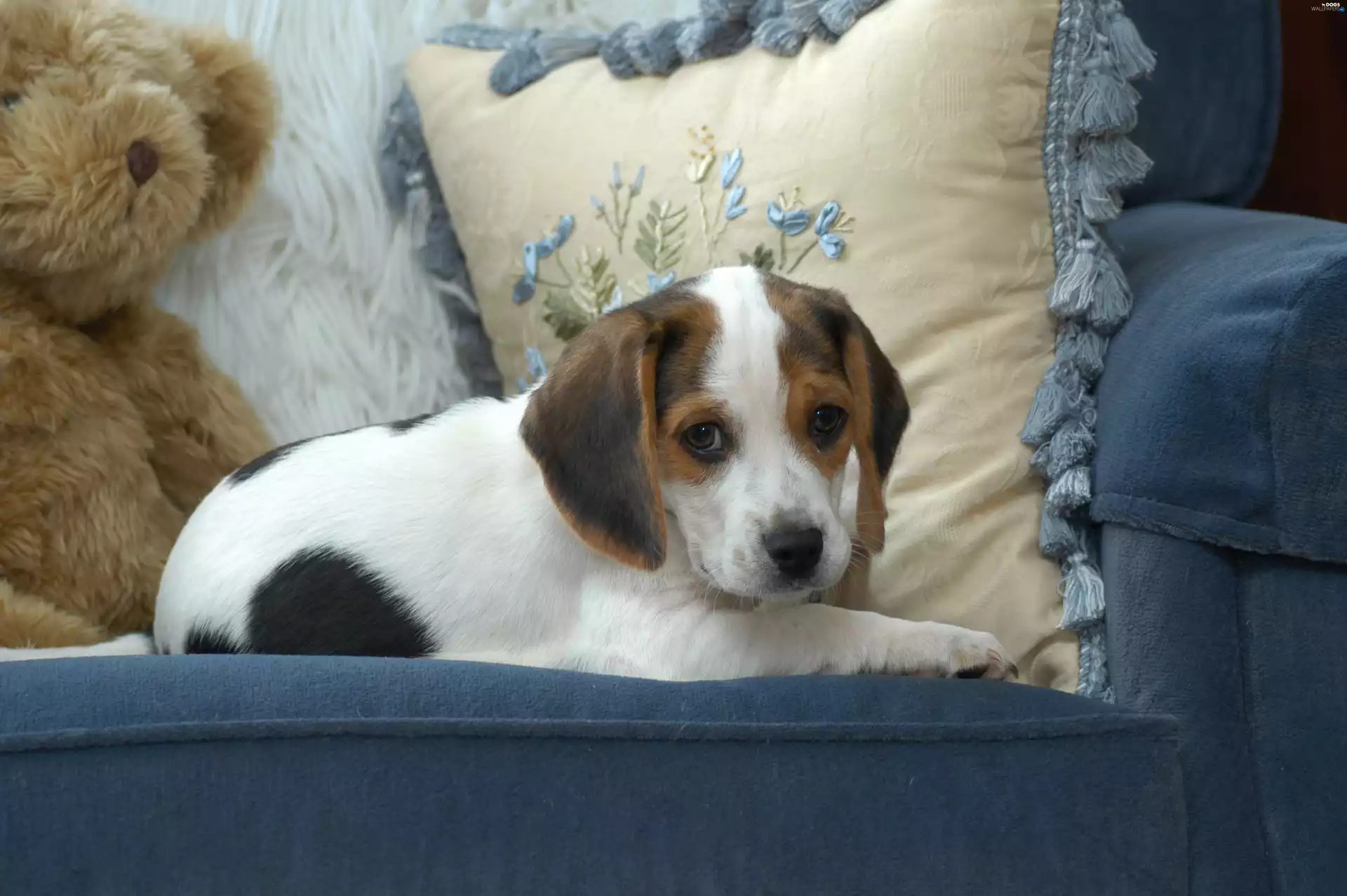 Sofa, lying, Plush, teddy bear, Pillow, dog