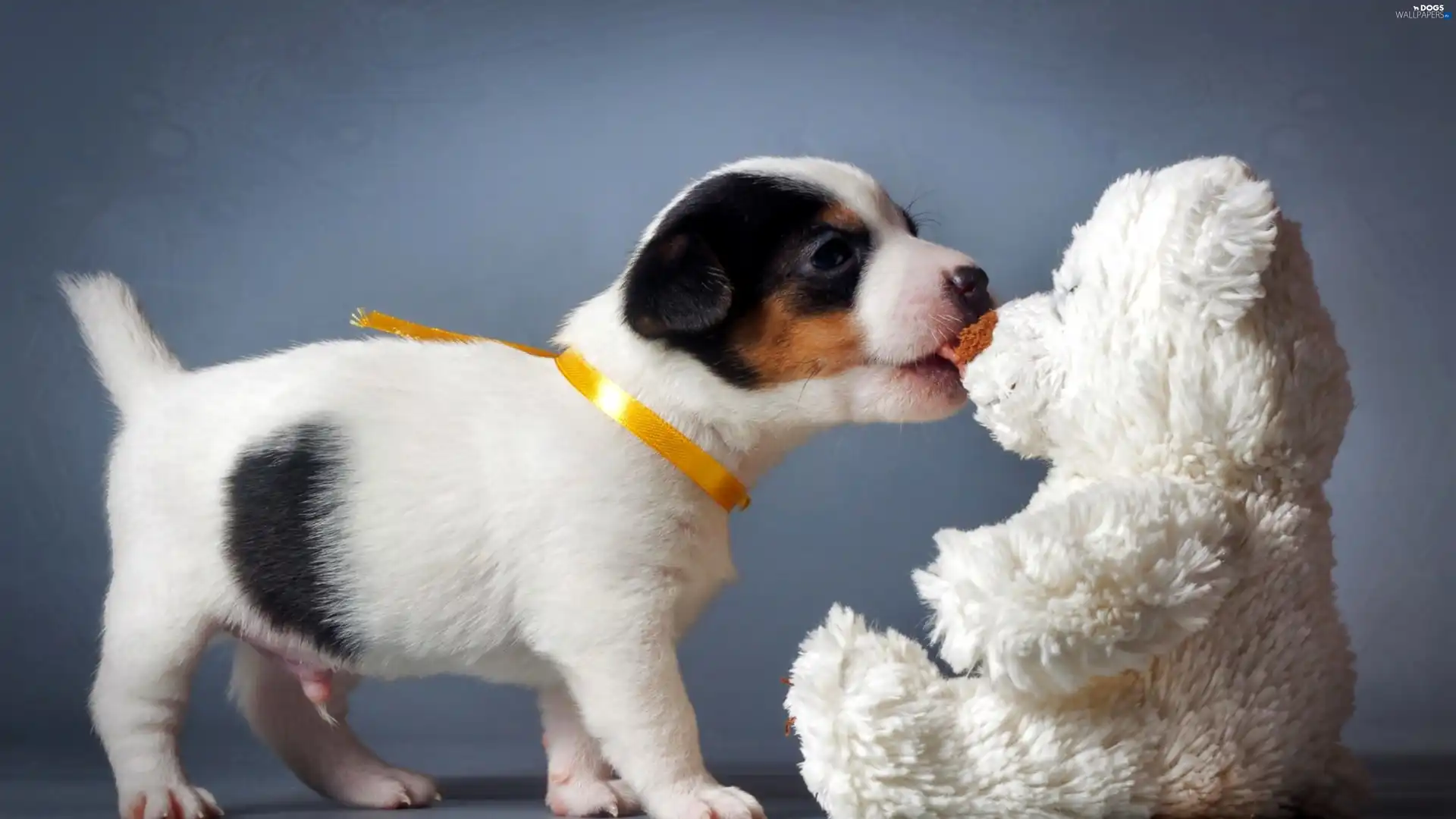 teddy bear, plush toy, puppie