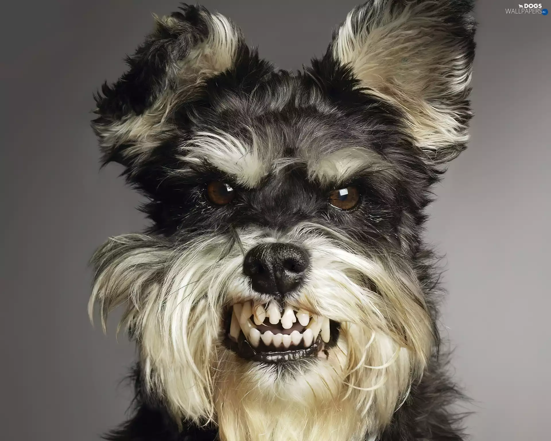dangerous, Teeth, miniature Schnauzer, dog