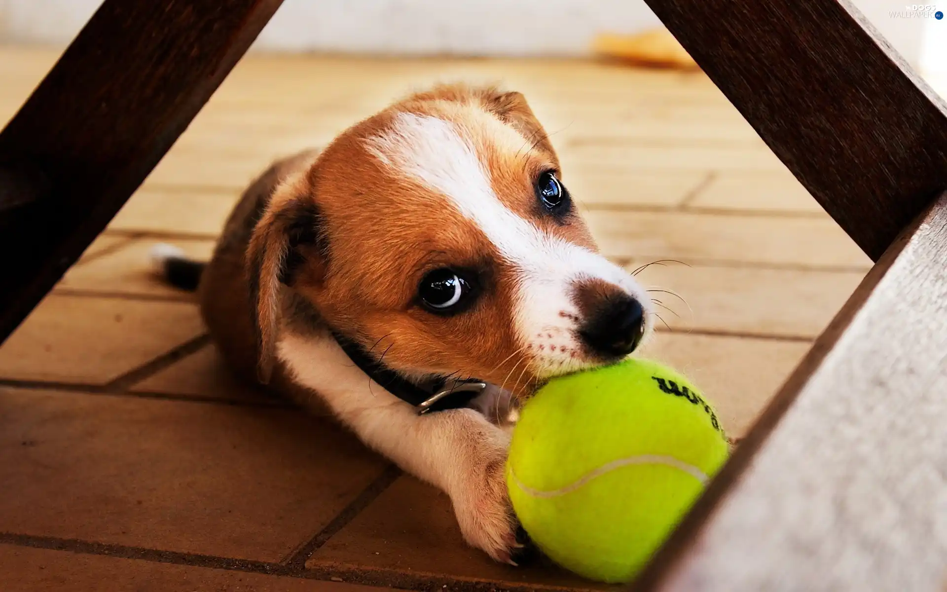 tennis, Do, dog, play, Ball