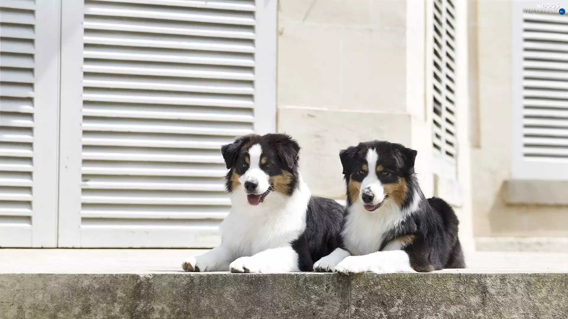 Dogs, terrace, Windows, Australian Shepherds