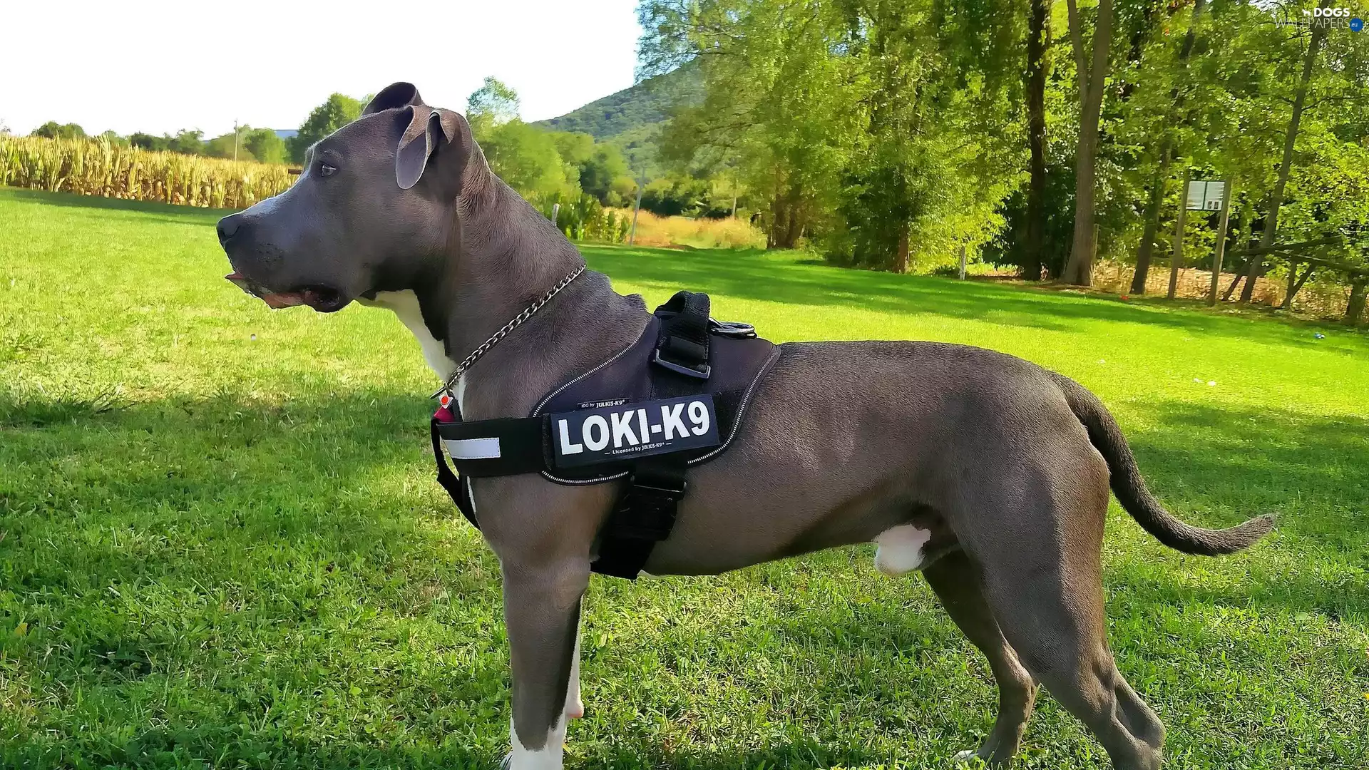 blue, Terrier, AMERICAN, Stafford, Amstaff