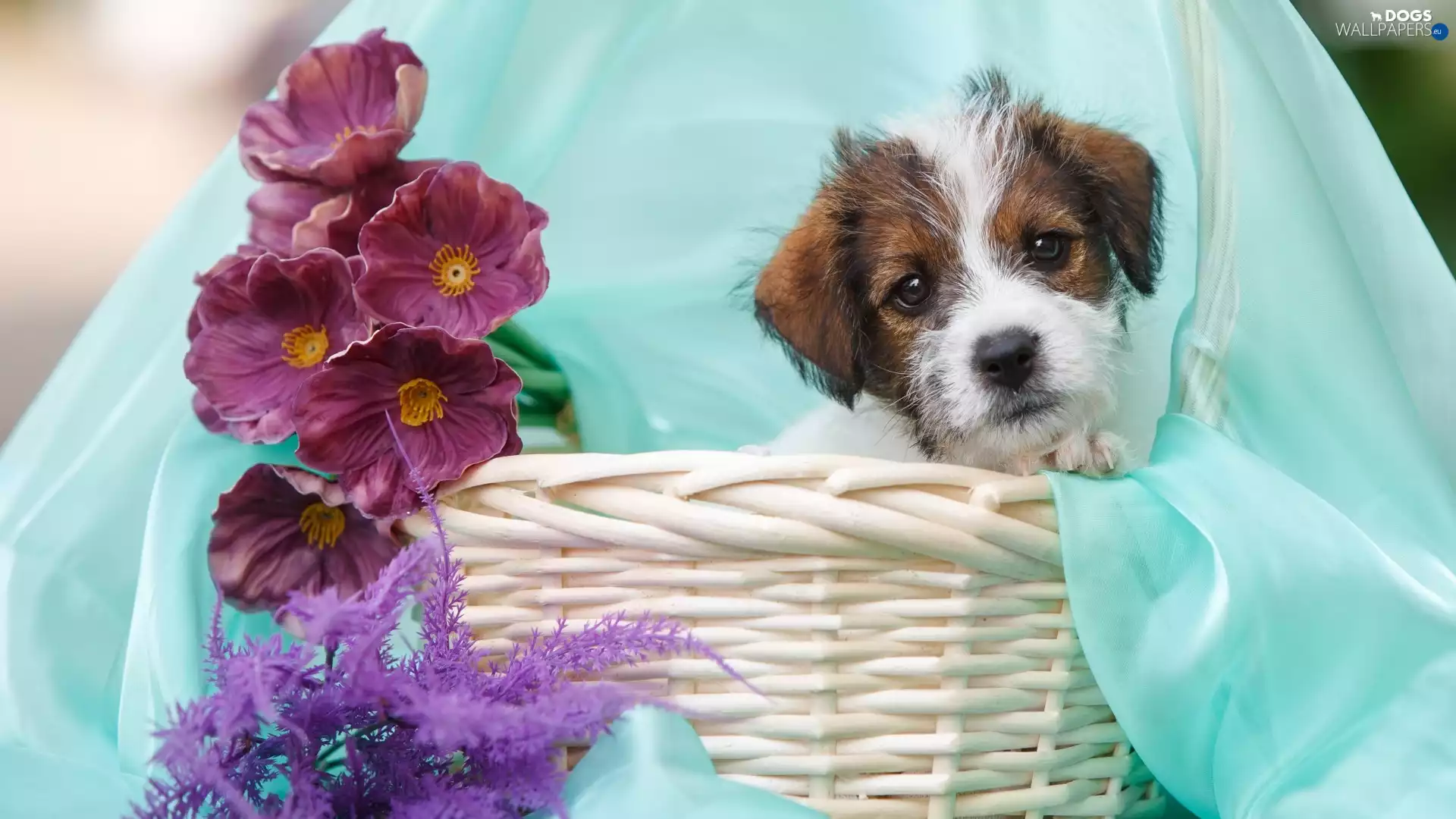 Flowers, Puppy, basket, textile, Fern, Jack Russel Terrier