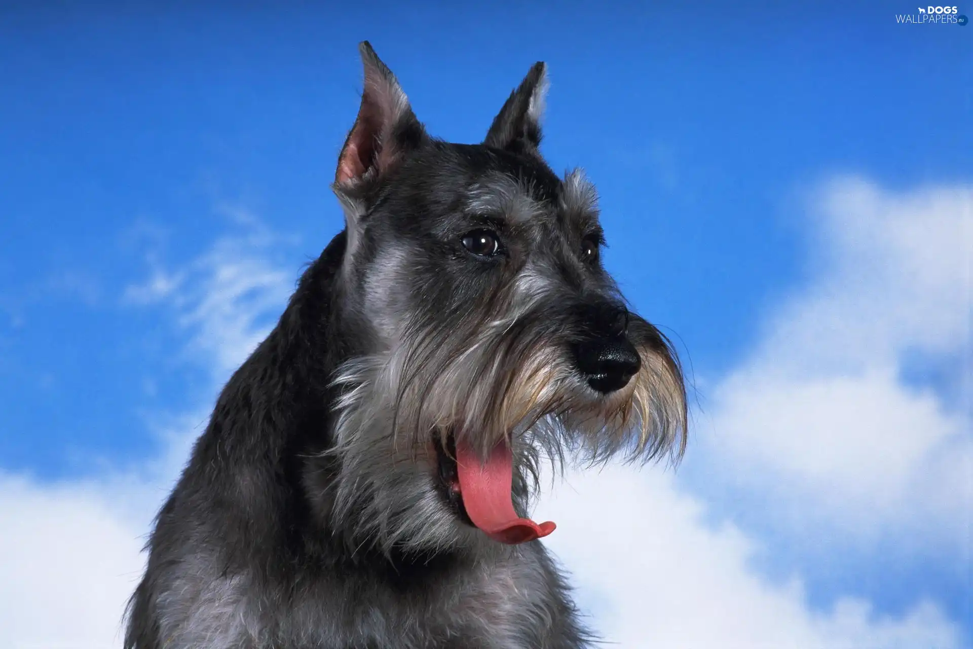Schnauzer, beautiful