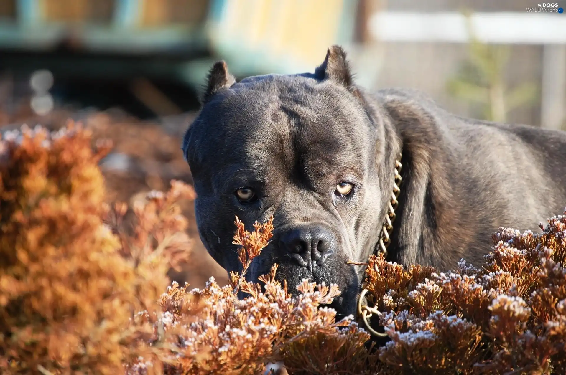Terrier, Bull, Black, Pit
